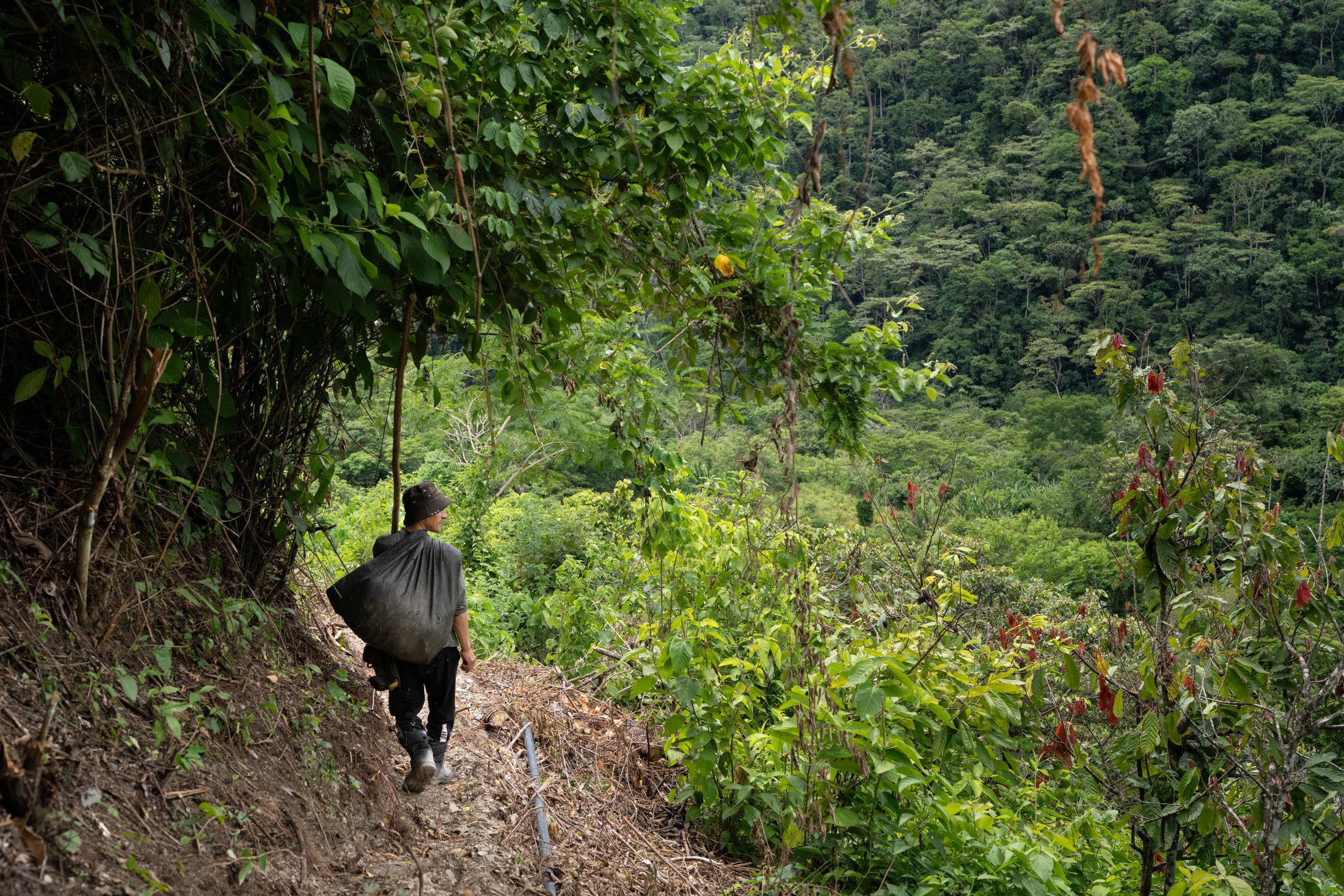 Celestino Valenzuela Coronado carries his pruning stick to tend to his cacao trees. Organic cacao farming requires year-round, hands-on maintenance to reduce pests, improve soil, and maximize yields.