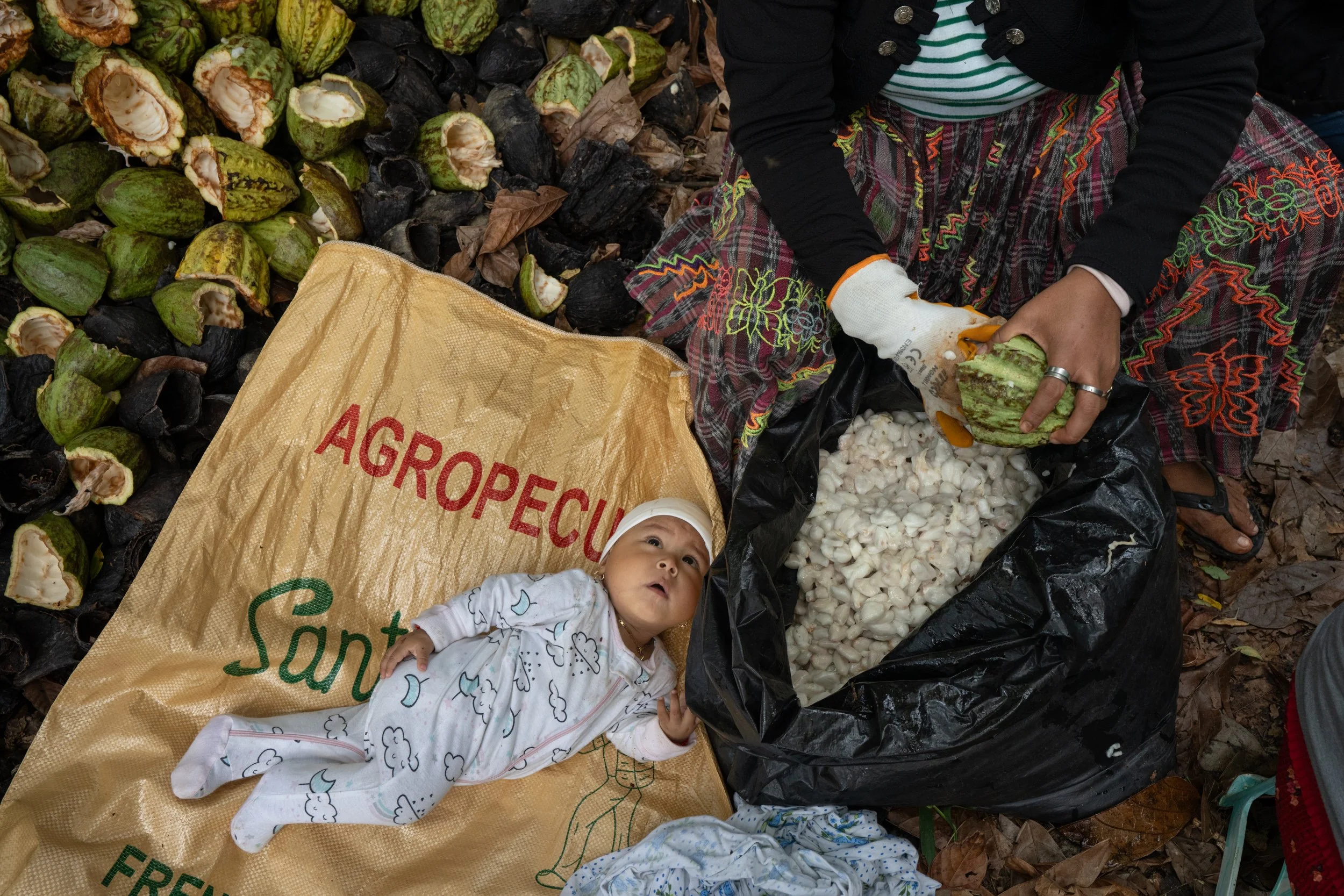 Chocolate as a Climate Solution