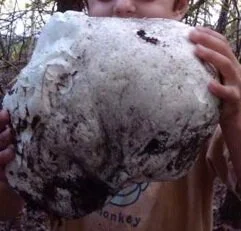 Giant Puffball