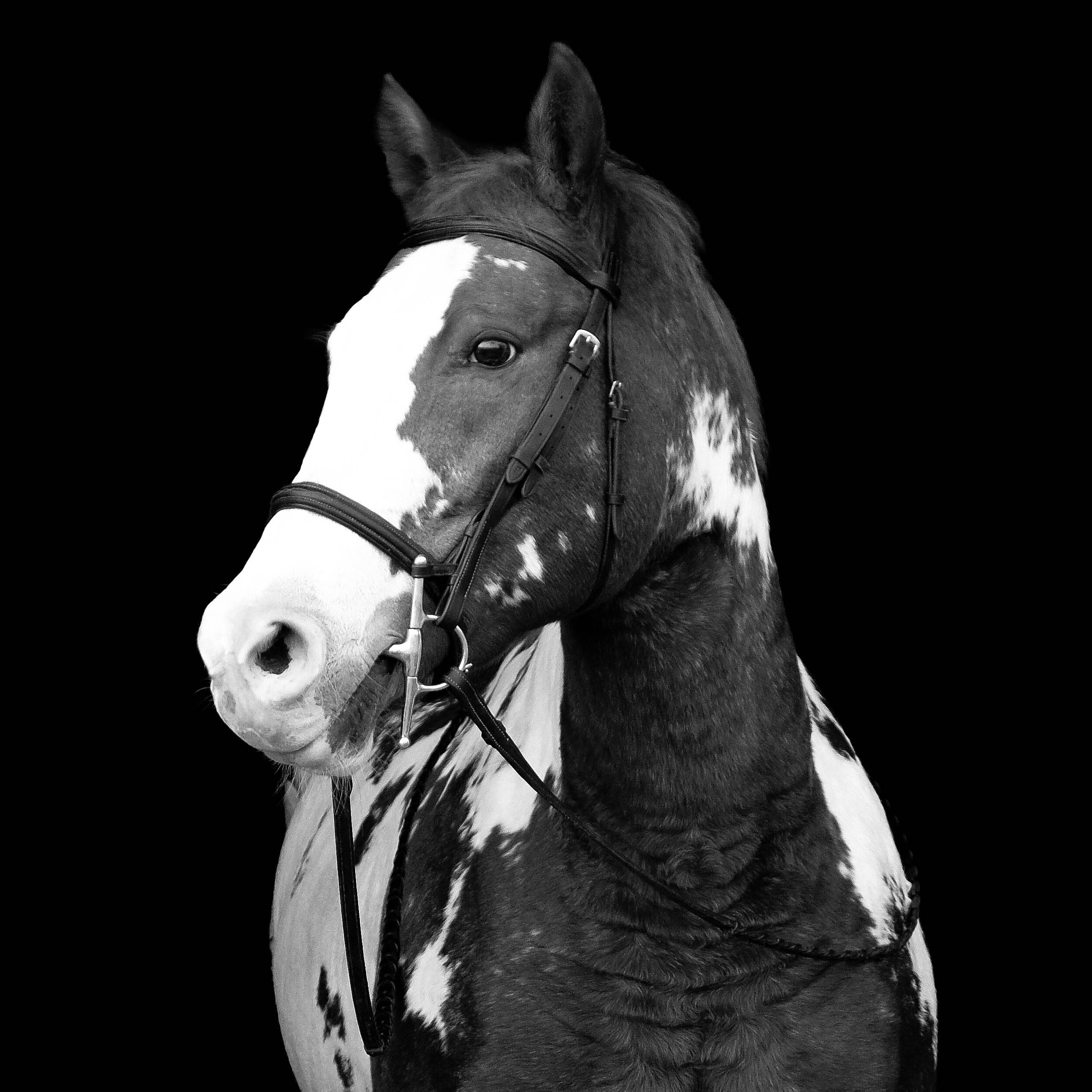 Dixie_BW-6.jpg