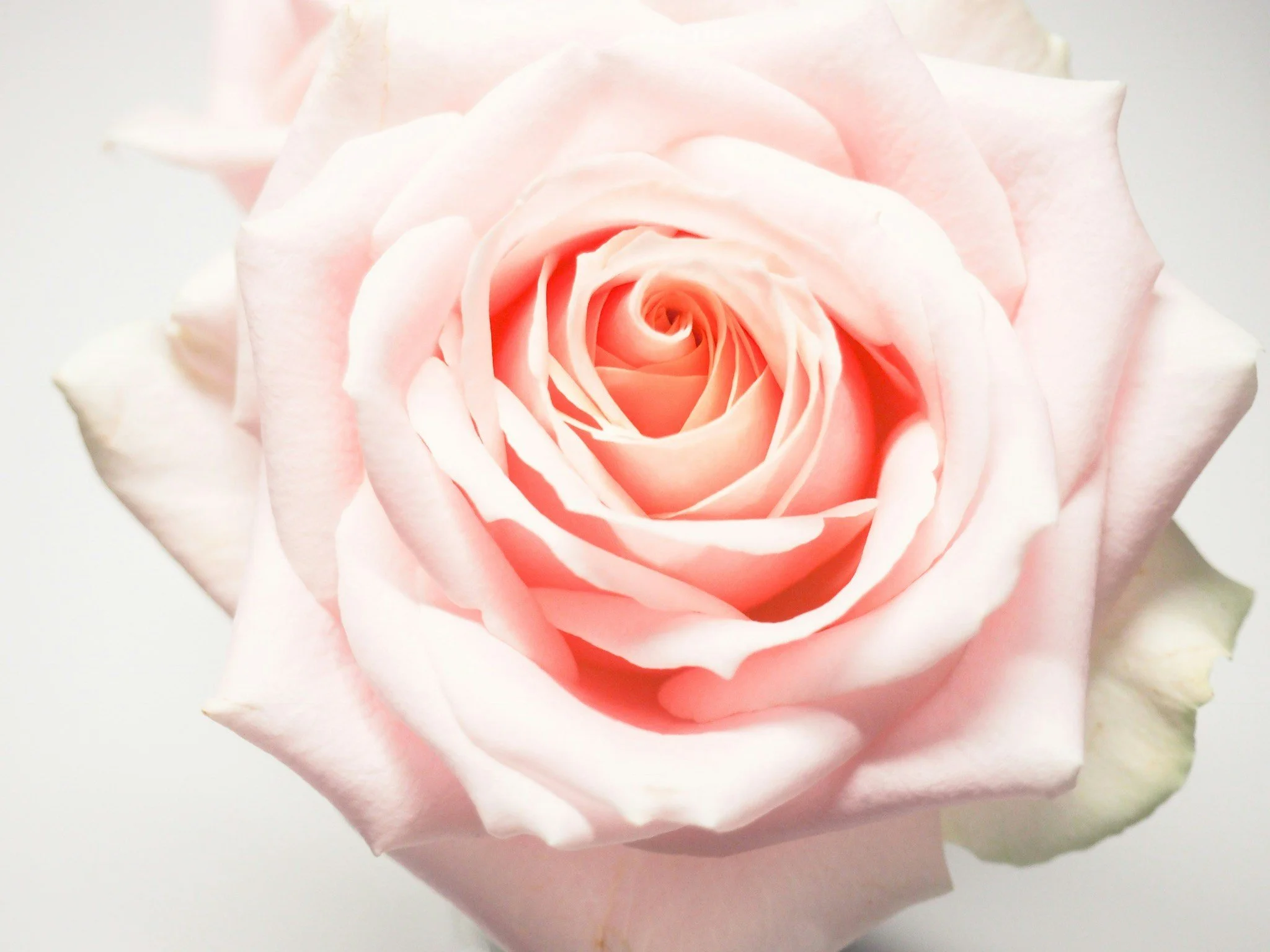 Close-up of a light pink rose in full bloom with detailed petals.