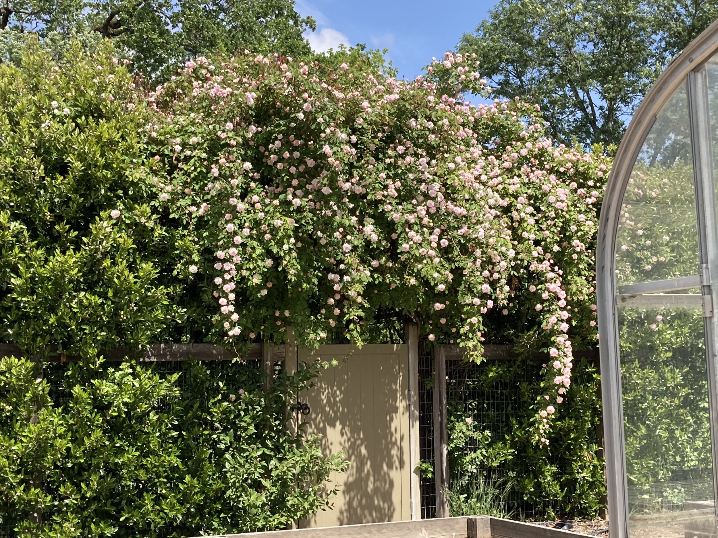 IMG_5896 Roses.jpeg