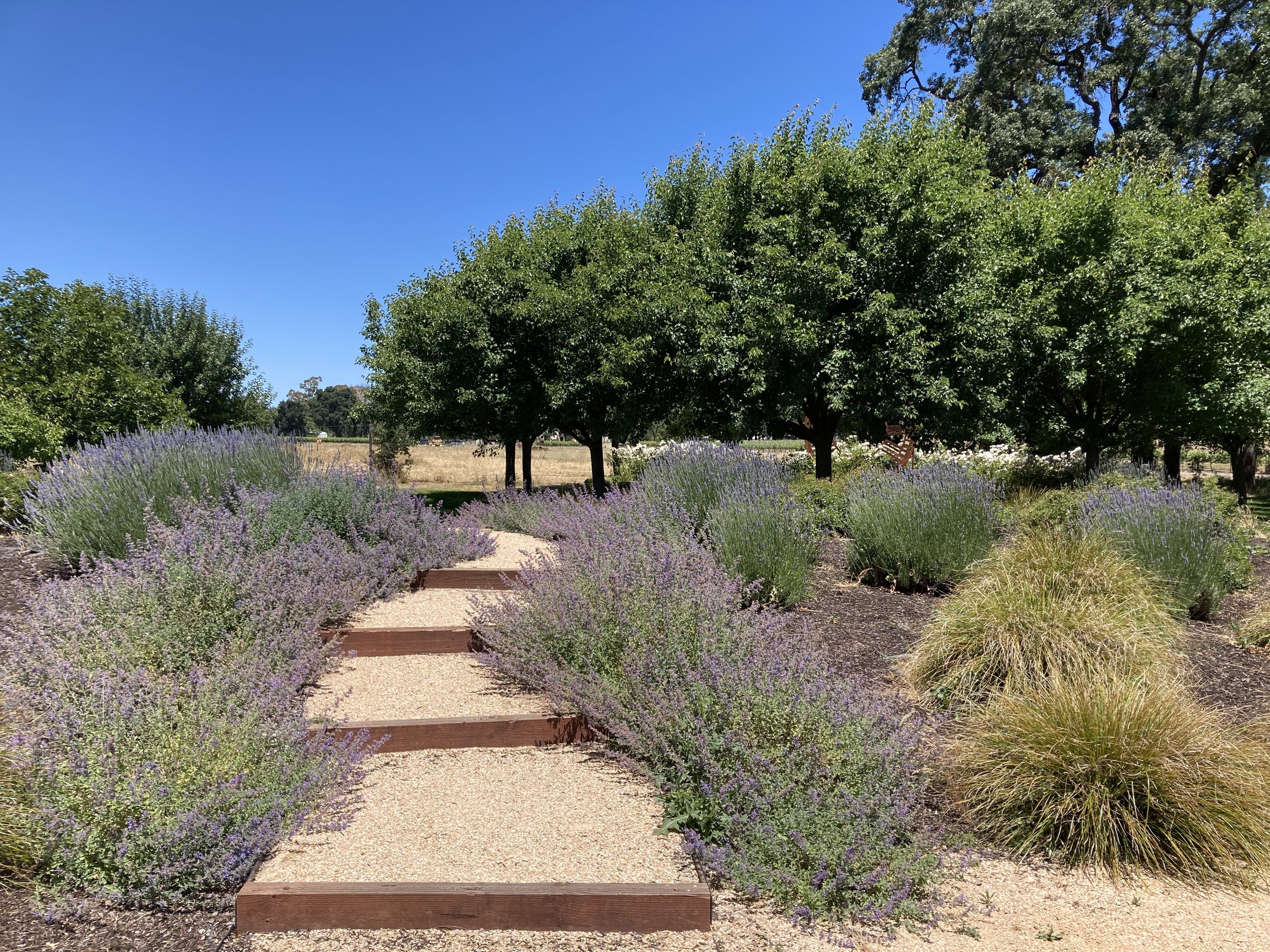 IMG_6076 Path.jpeg