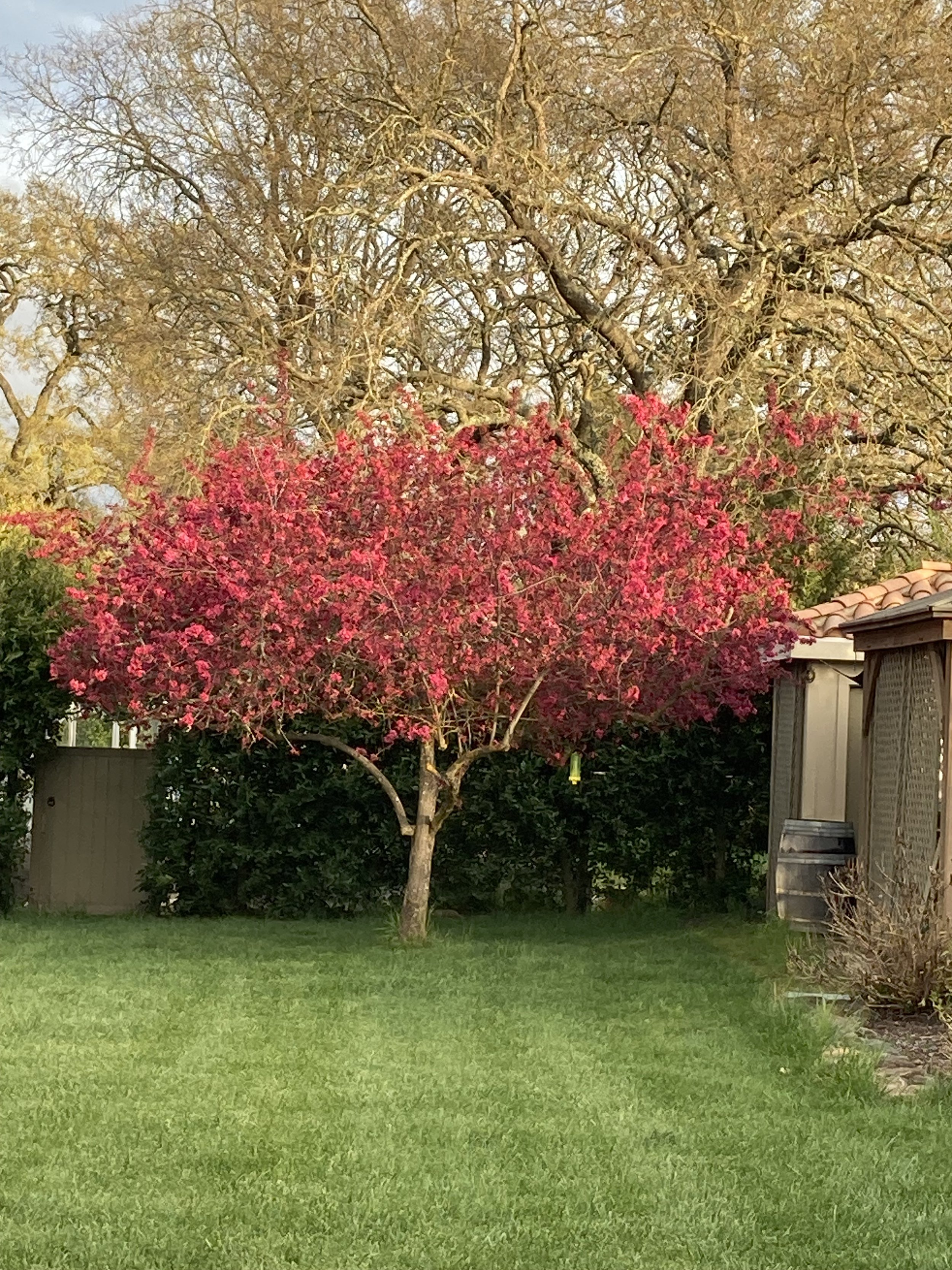 IMG_5813 crabapple.jpeg