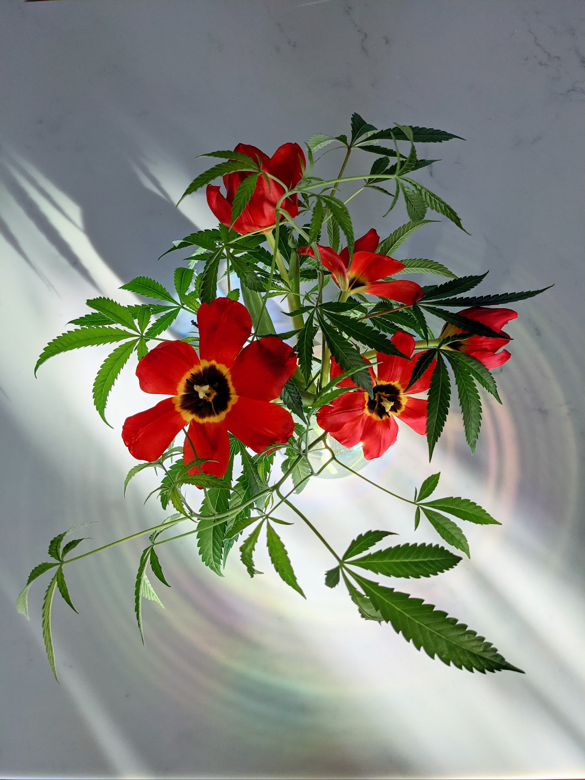 Anti Seasonal Depression Plant + Paint Workshop