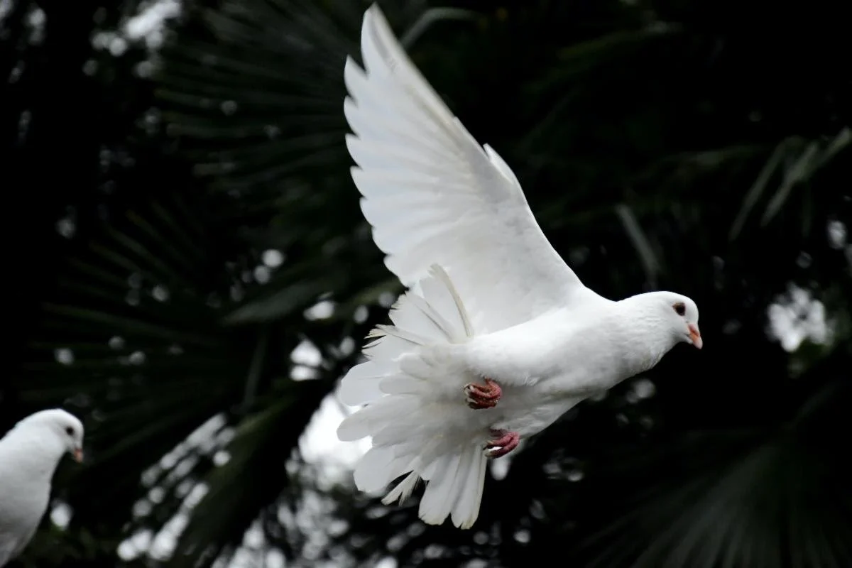 Through My African Eyes: Dangerous as a Serpent and Docile as a dove