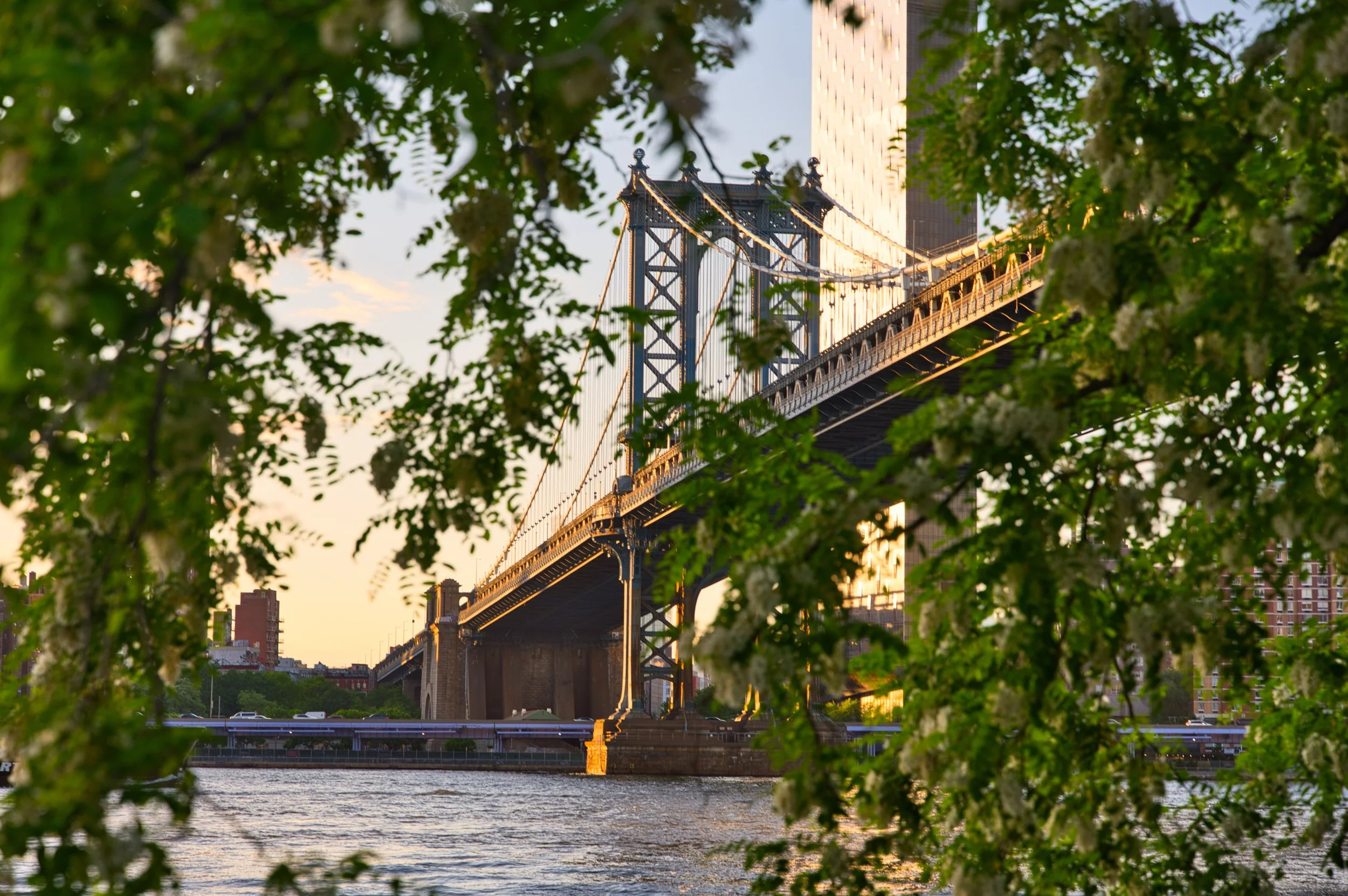 The image shows a suspension bridge viewed through trees with white flowers, over a river, with city buildings in the background during sunset.