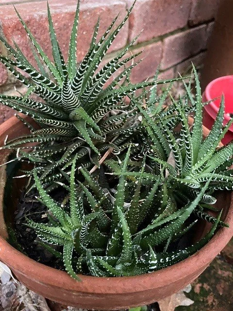 succulents 2.jpg