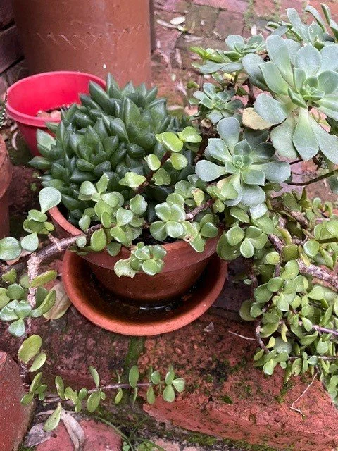 succulents 3.jpg