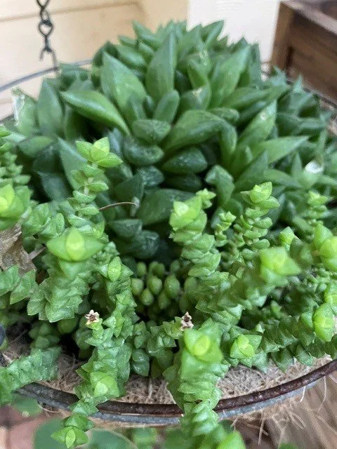 succulents 1.jpg
