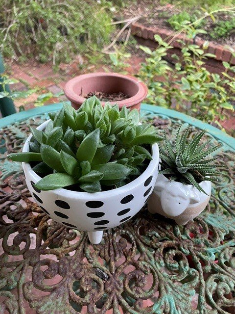succulents 4.jpg