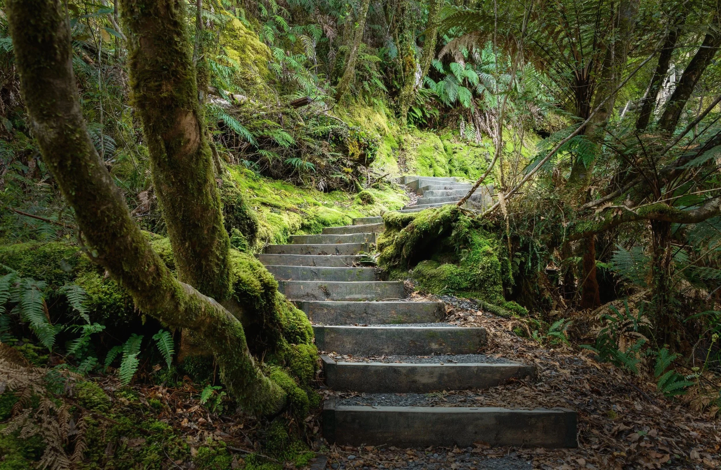 Stone steps winding through a forest, representing personal growth and the journey through life transitions.