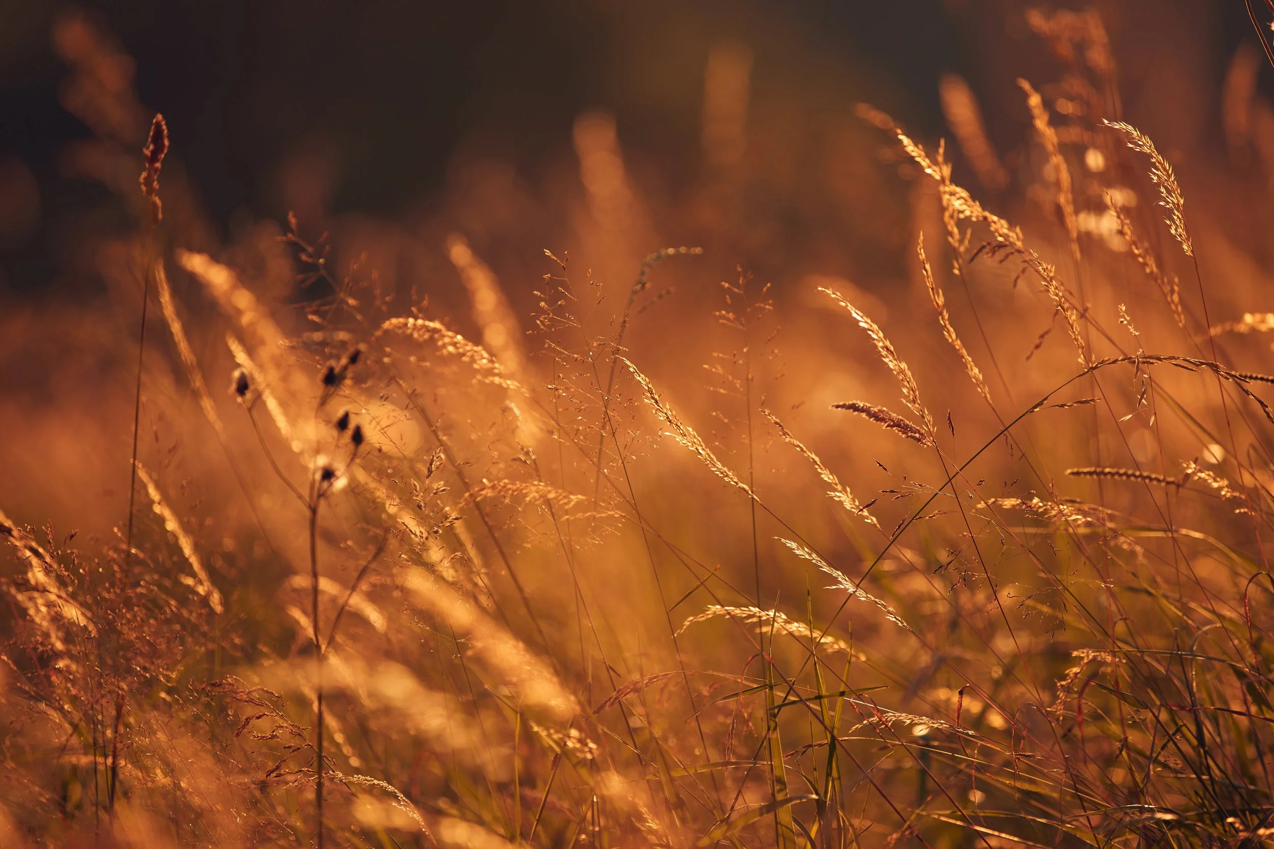 Autumn grasses bending through warm golden light.