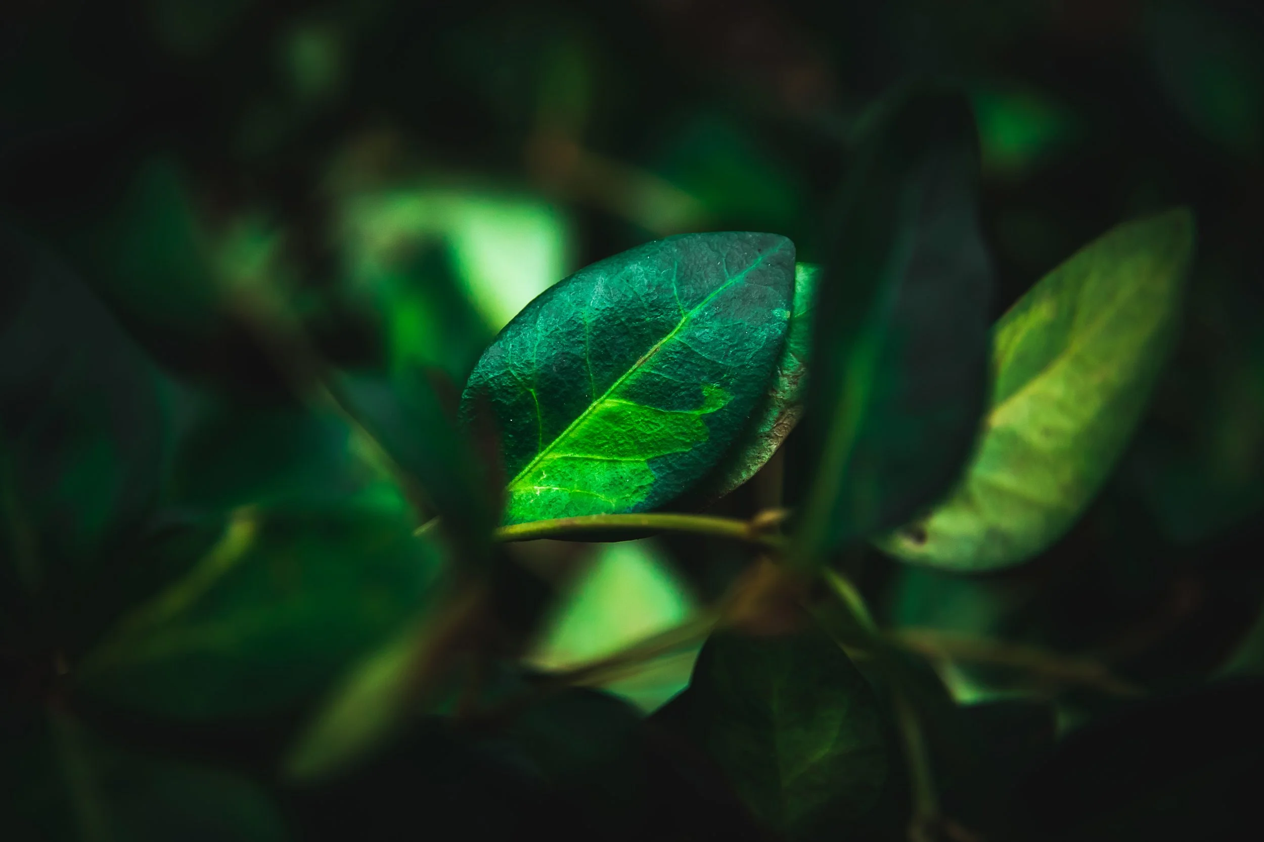 Sunlight illuminating green forest leaves, representing confidence, visibility, and presenting yourself with clarity.