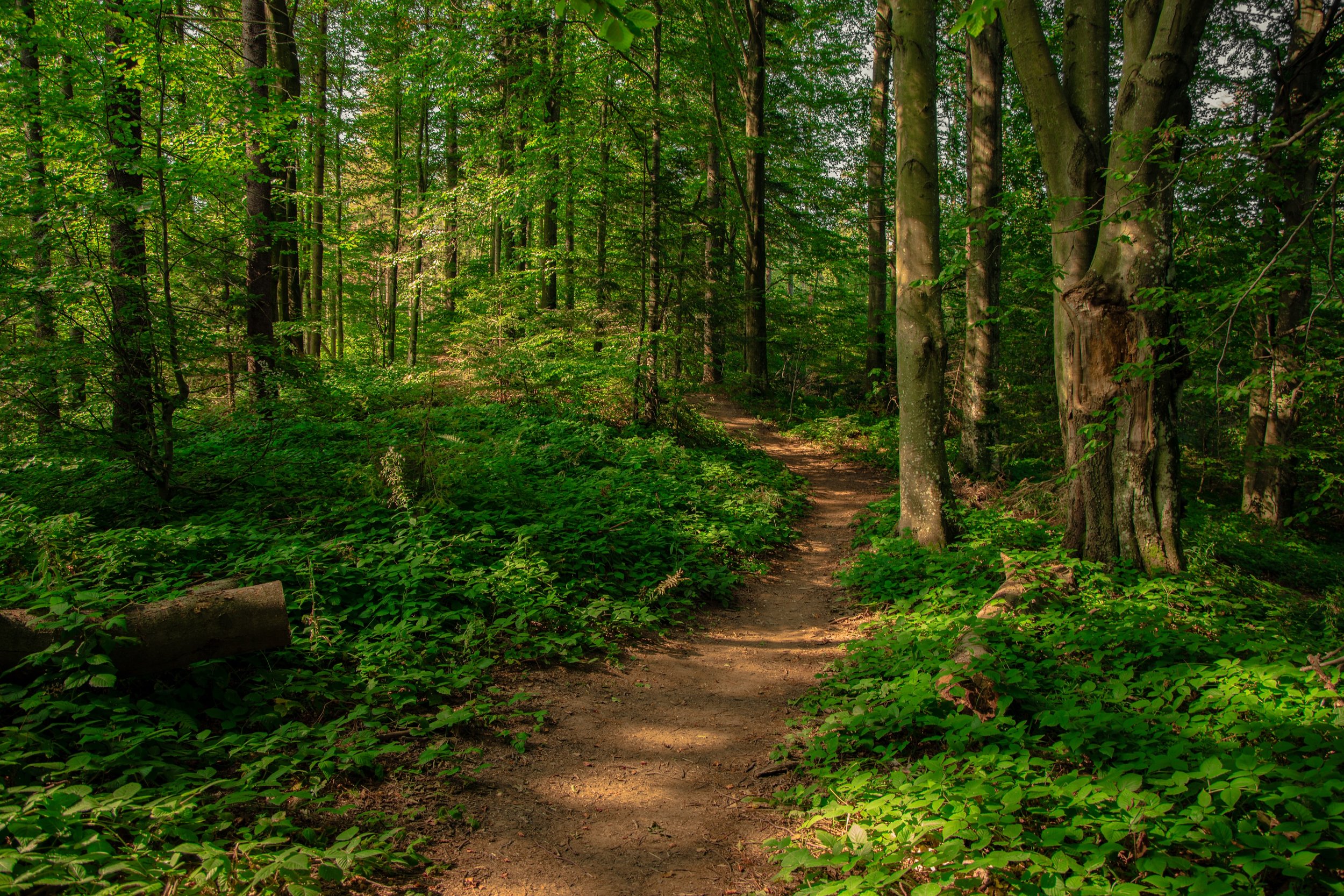 Sunlit forest path winding through green trees, representing career exploration and discovering what's next.