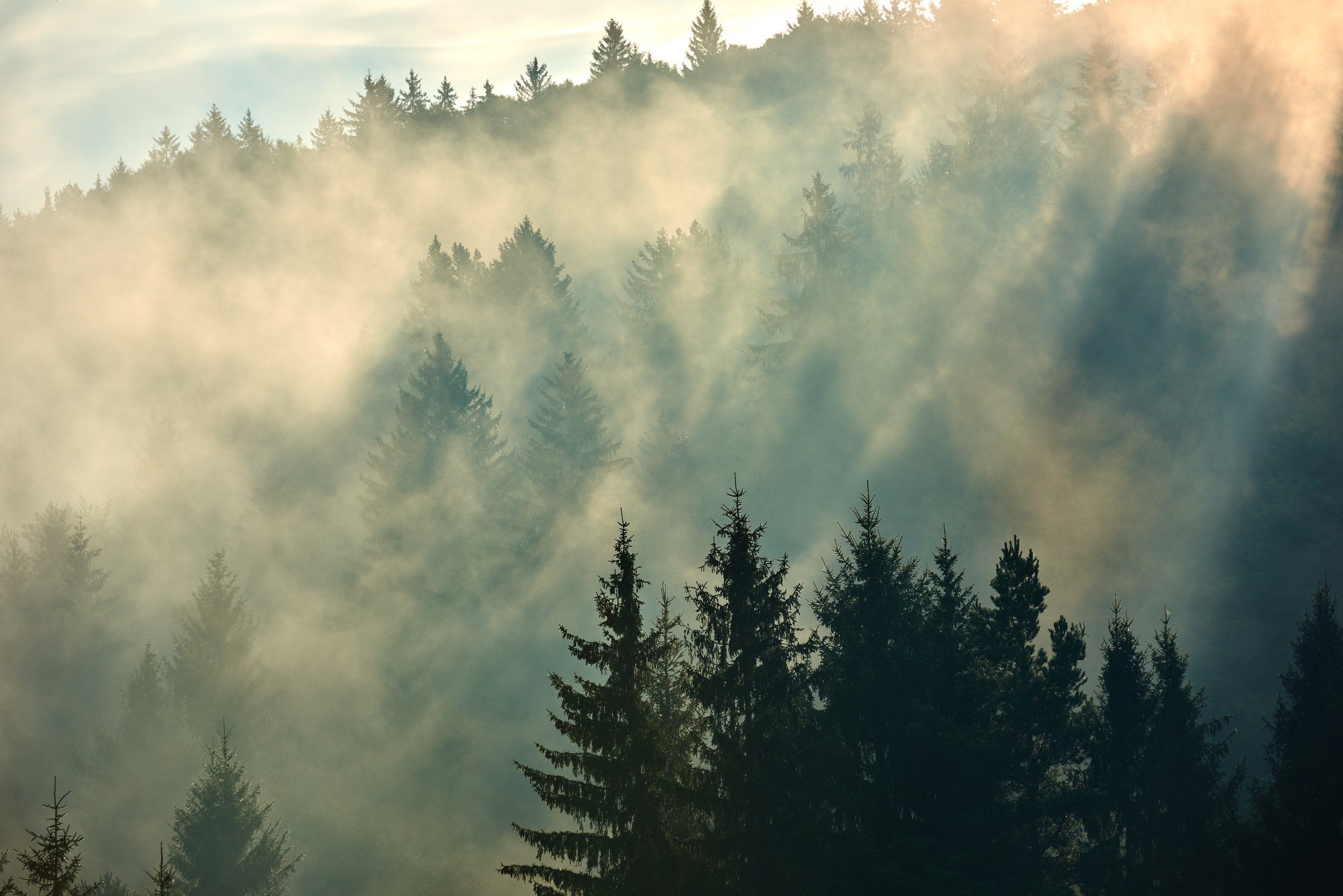Evergreen trees emerging through soft green and golden morning fog.