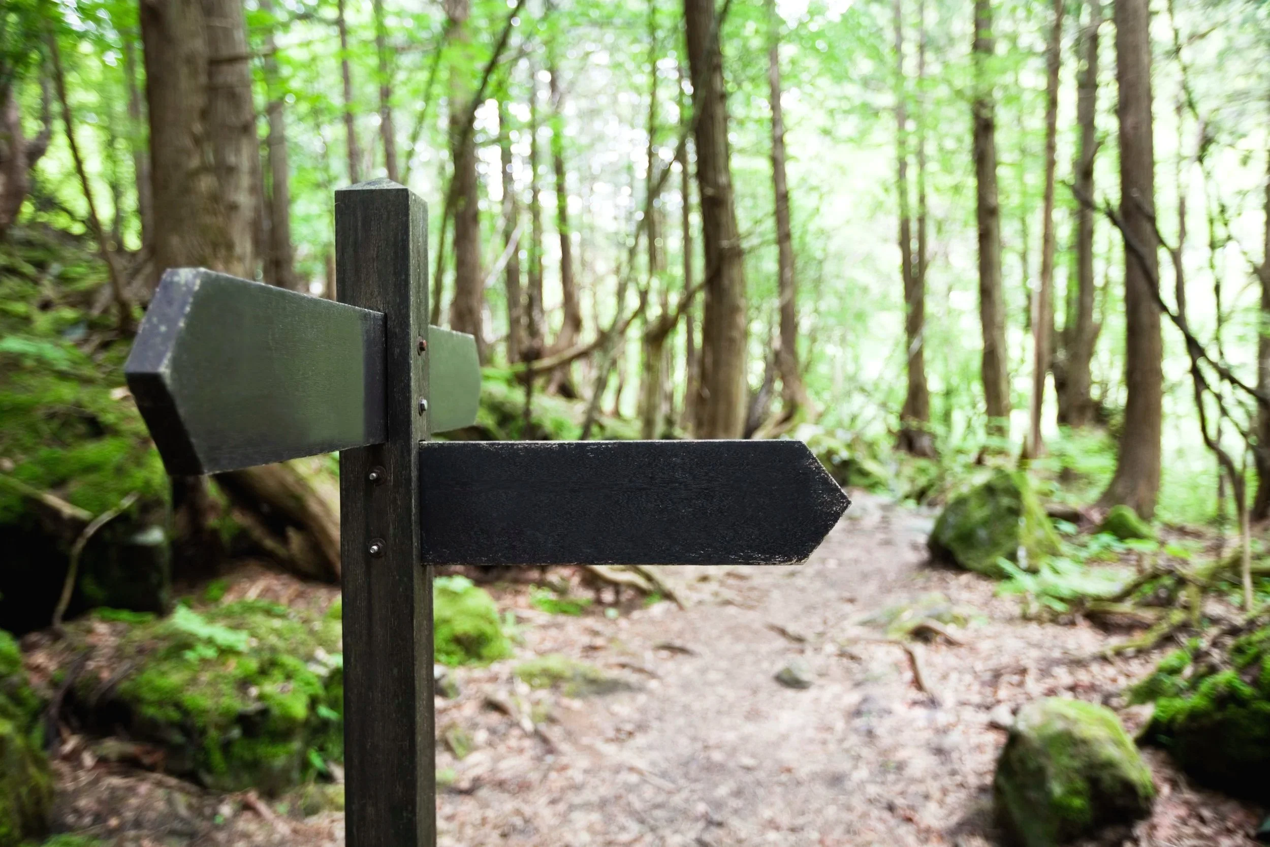 Forest signpost symbolizing life transitions, career change, and choosing a new direction.