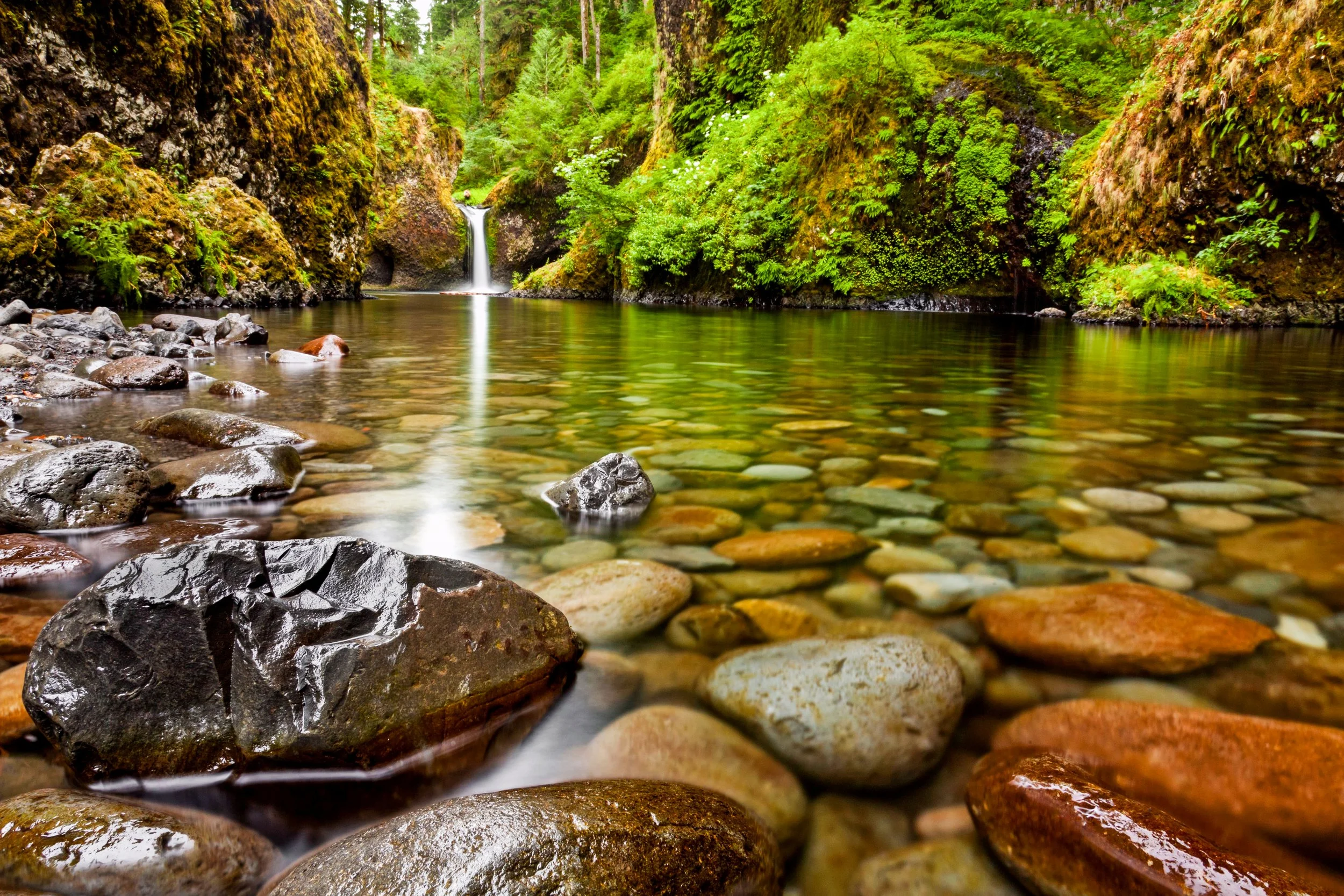 Forest stream flowing through moss-covered stones, representing resilience, steady growth, and building a meaningful next chapter.