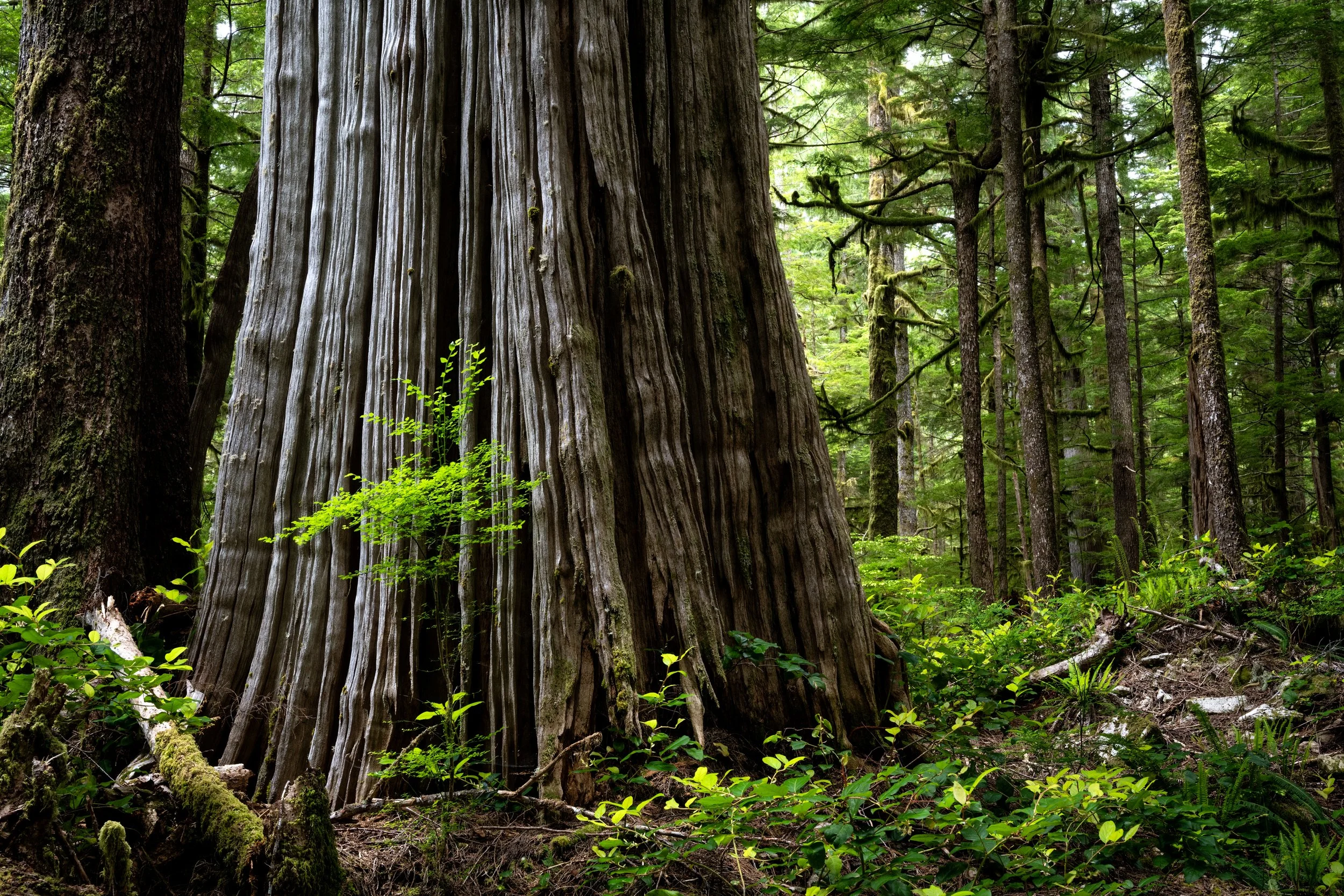 Ancient redwood tree rising through a dense green forest, representing sustained leadership growth and a long-term coaching and advisory partnership.