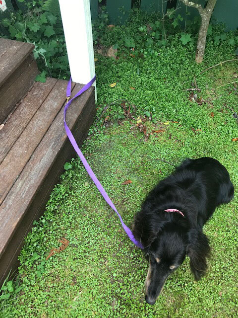 diy tetherball for dogs