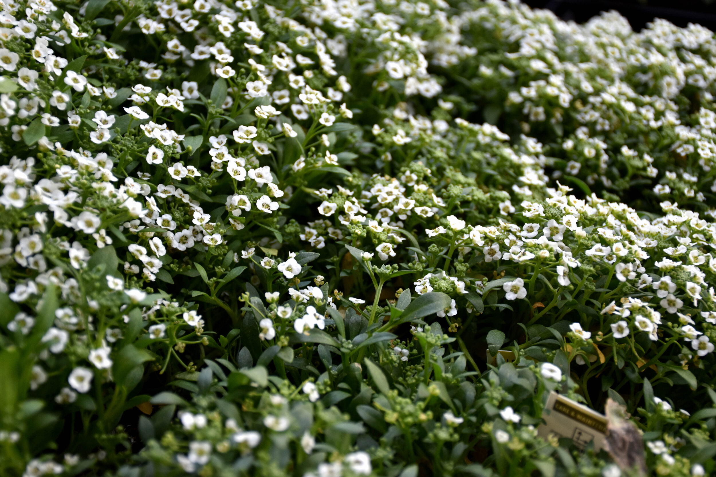 DSC_0802copy.jpg