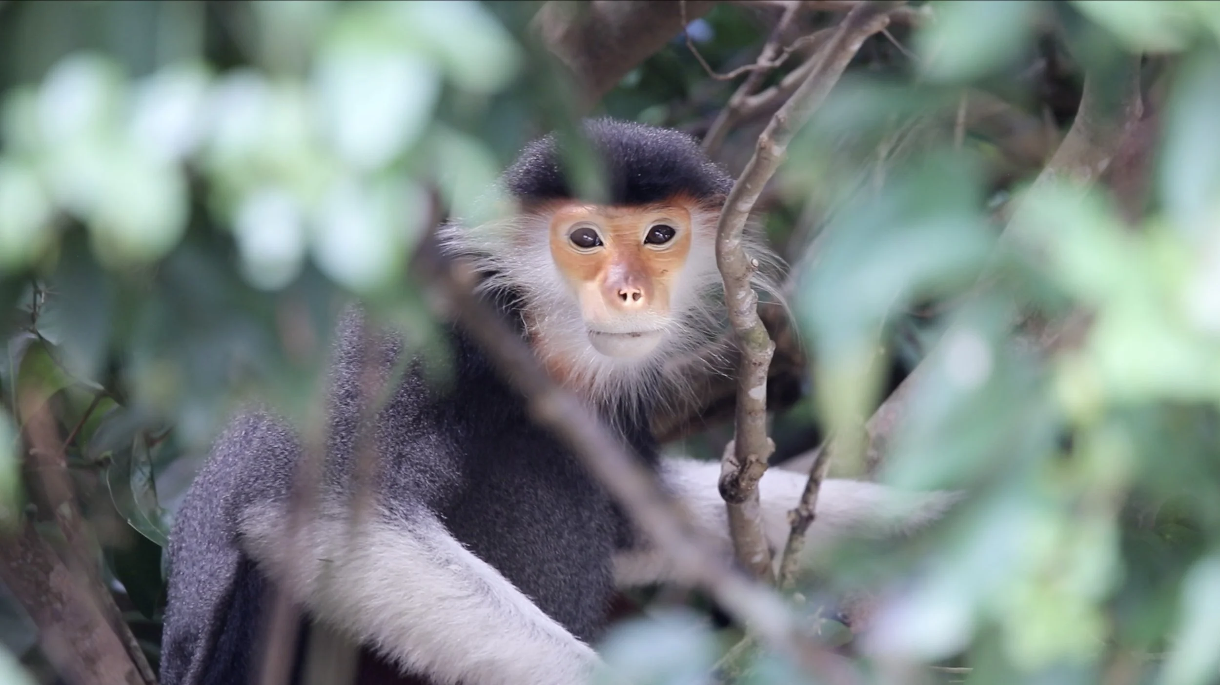 Red-Shanked Douc Langur