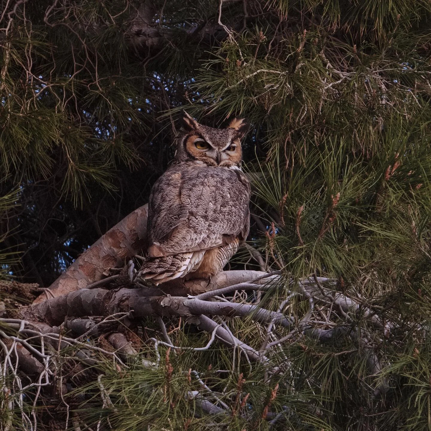 Great horned owl, February 2021

#coachellavalley 
#desertmag
#fujifilm 
#joshuatree 
#mojavedesert