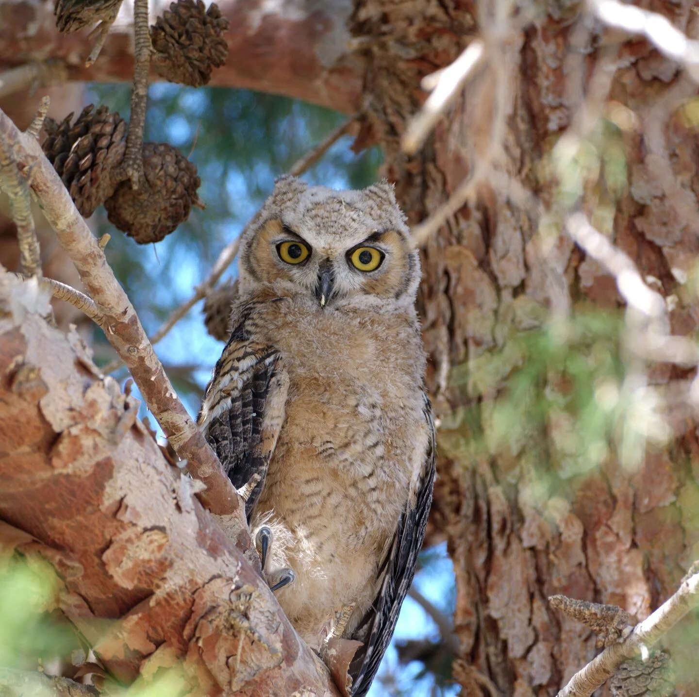Great horned owl fledgling, June 2021

#coachellavalley 
#fujifilm 
#greathornedowl 
#myfujifilm