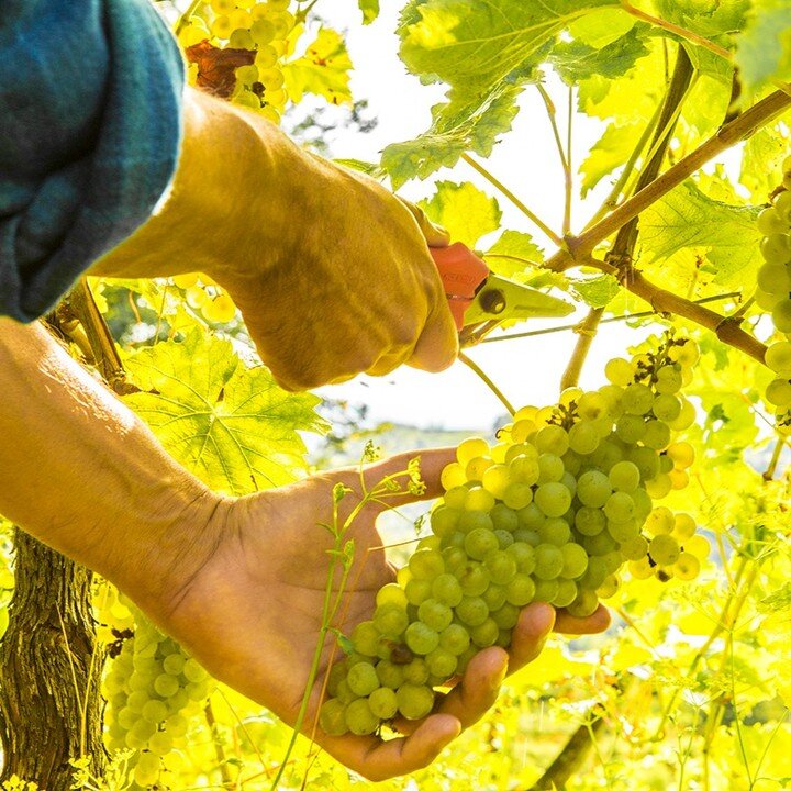 E' tempo di vendemmia in Italia!
🍇🍇 🖐🖐❤️❤️
Le aziende di Sfera eseguono solo ed esclusivamente vendemmia manuale per selezionare le migliori uve e mantenerle intatte e sane.
La vendemmia manuale richiede molto tempo, grandi energie e massima atte