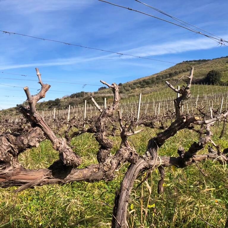 🍇🇮🇹🍷Qualche scatto dalla vendemmia 2023 in Sicilia, a Partinico, nelle vigne di Cossentino. 

Catarratto, nero d'avola, perricone. 
Vigne nuove e vigne vecchie. 

🍇🇮🇹🍷Some nice shots from the harvest 2023 in Sicily, in Partinico area, from th