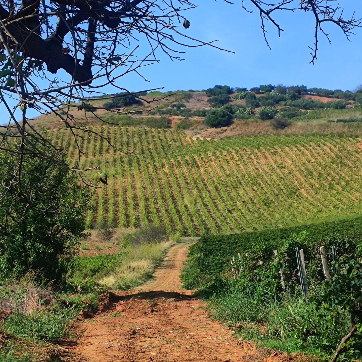 Ma quanto &eacute; affascinante la Sicilia!!
Terroir unici, suoli e altitudini che cambiano di continuo. Vento, tanto vento! 

Catarratto e Grillo, Nero d'Avola e Perricone. 🍇🍇🍇🍇🍇

Nei vini che Cossentino ha realizzato per Sfera
C'&egrave; un be