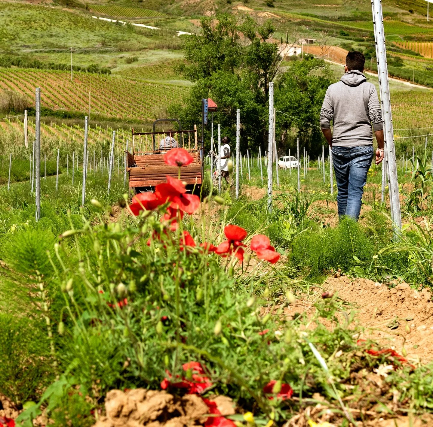 🍷 Winemaking in Italy is still deeply agricultural &mdash; made by hands that know the seasons, the soil, the silence of early mornings. We celebrate that knowledge in every collaboration.

Fare vino in Italia &egrave; ancora un gesto agricolo &mdas