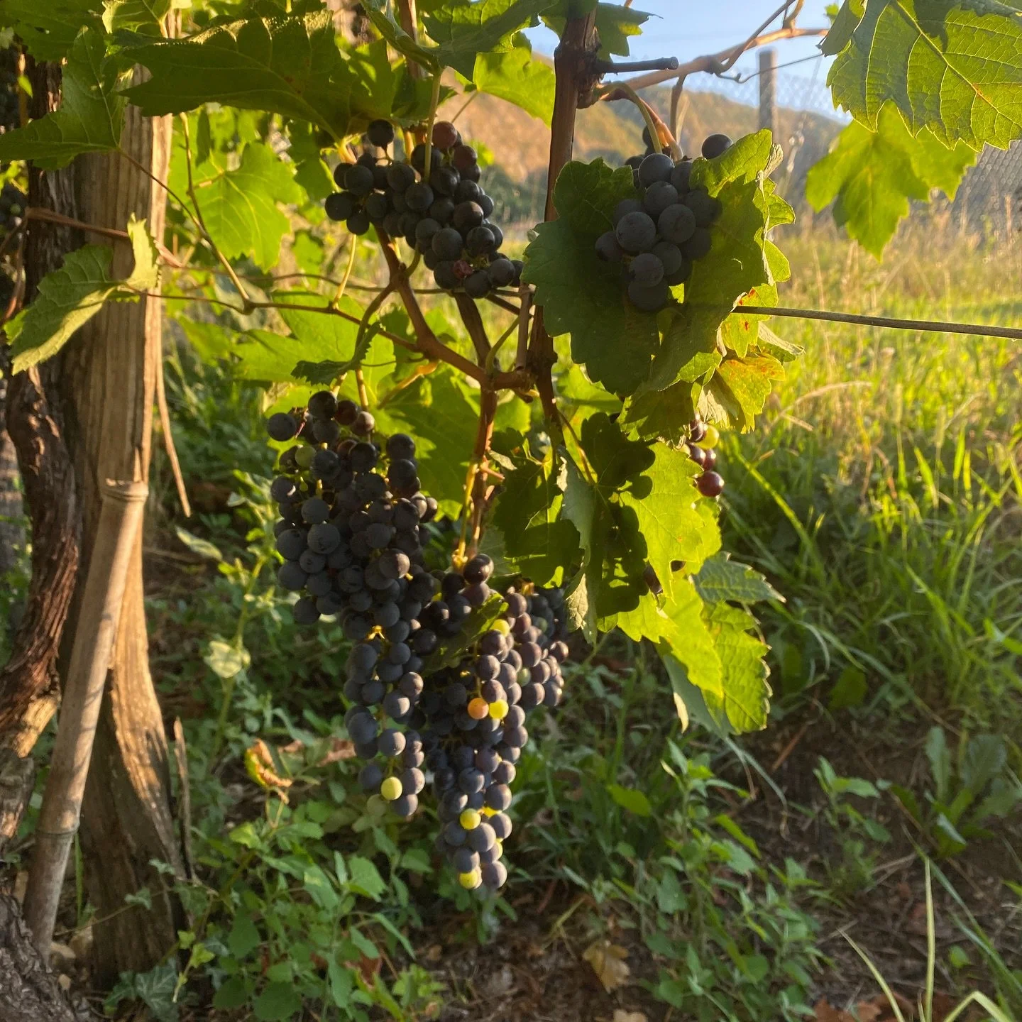 Between the rows, the August sun caresses the ripening grapes. Here lies Sfera&rsquo;s soul: slow, alive, breathing the land. 🍇✨. 

Tra i filari, il sole di agosto accarezza i grappoli maturi. &Egrave; qui che nasce l&rsquo;anima di Sfera: lenta, vi