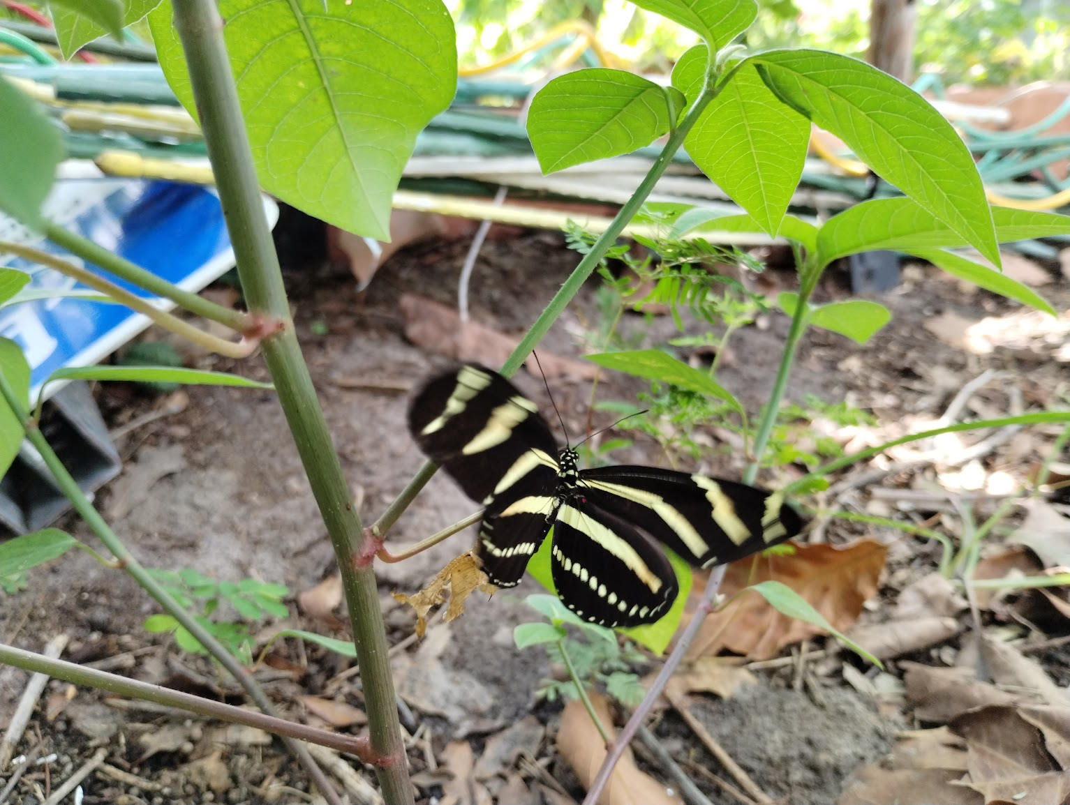 Pollinator Census Event (Kapp & Kappy B&B)