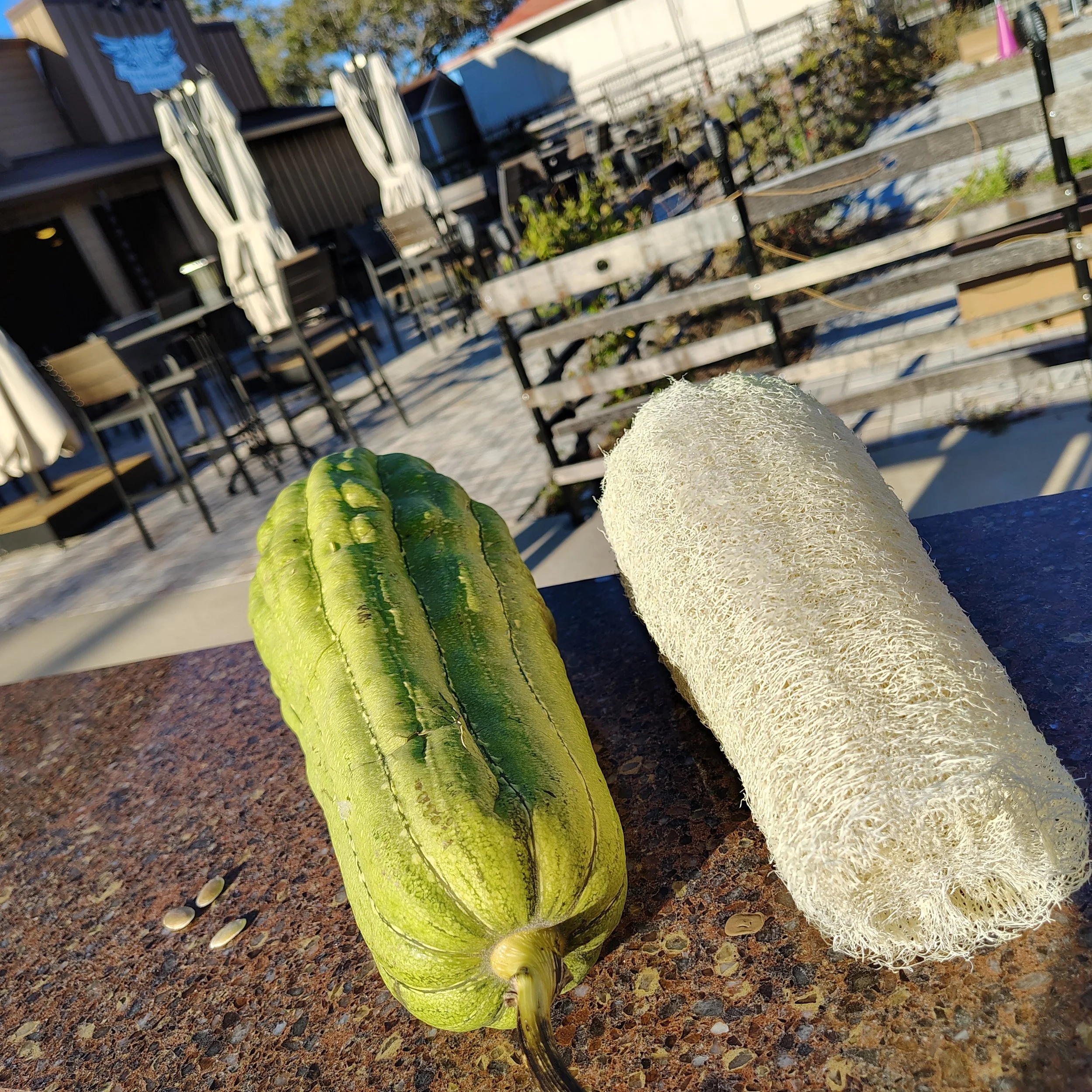 Luffa Harvest Festival