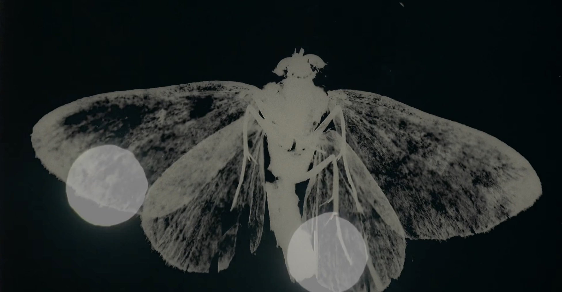 Otherwise | Video Still | 2019