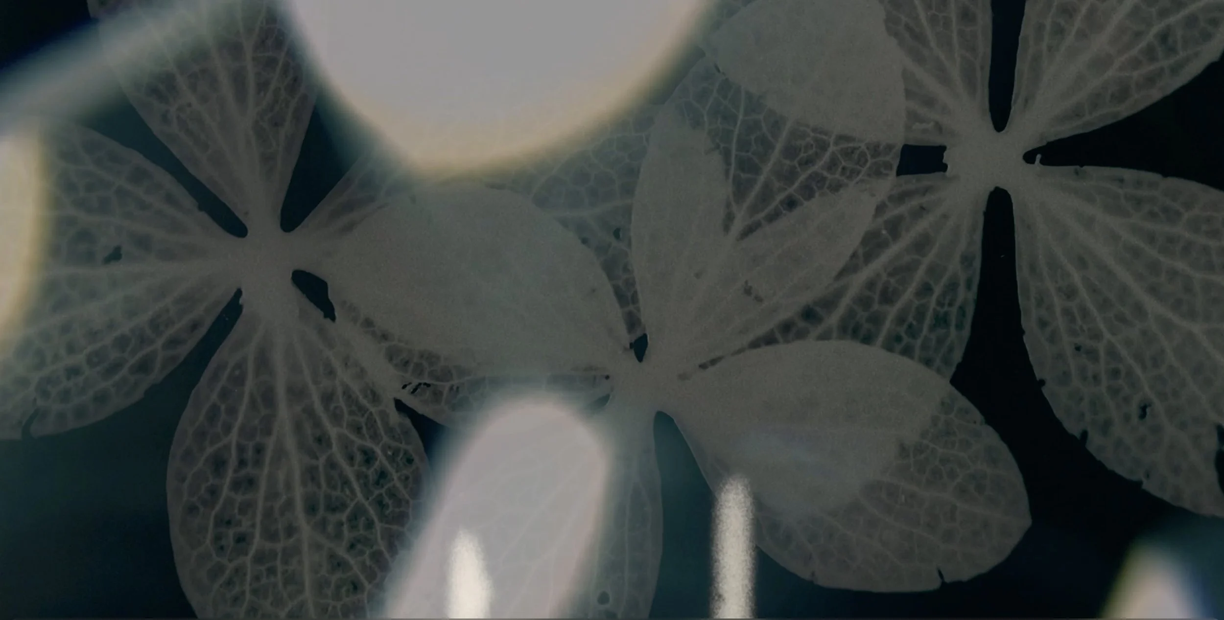 Otherwise | Video Still | 2019