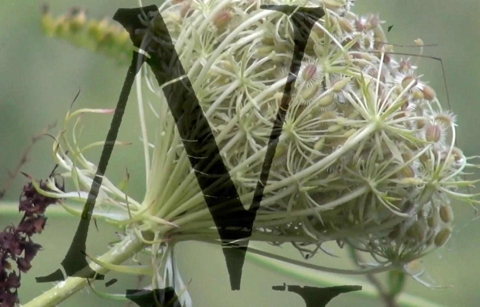 SUNDIAL N | Video Still from SUNDIAL | 2022