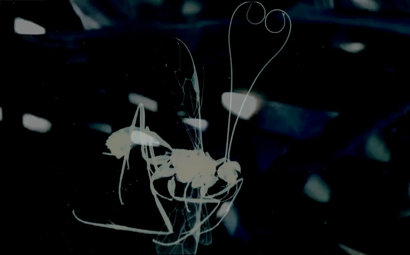 Otherwise | Video Still | 2019