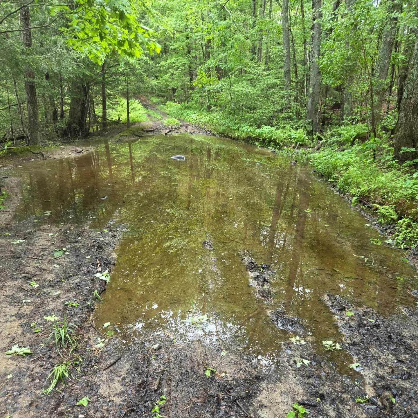 Hey, Raid Rockingham long route adventure riders - Woodman Road is wet in all the typical spots. Remember, this segment is optional, it is rideable now and may even dry out some by Sunday.