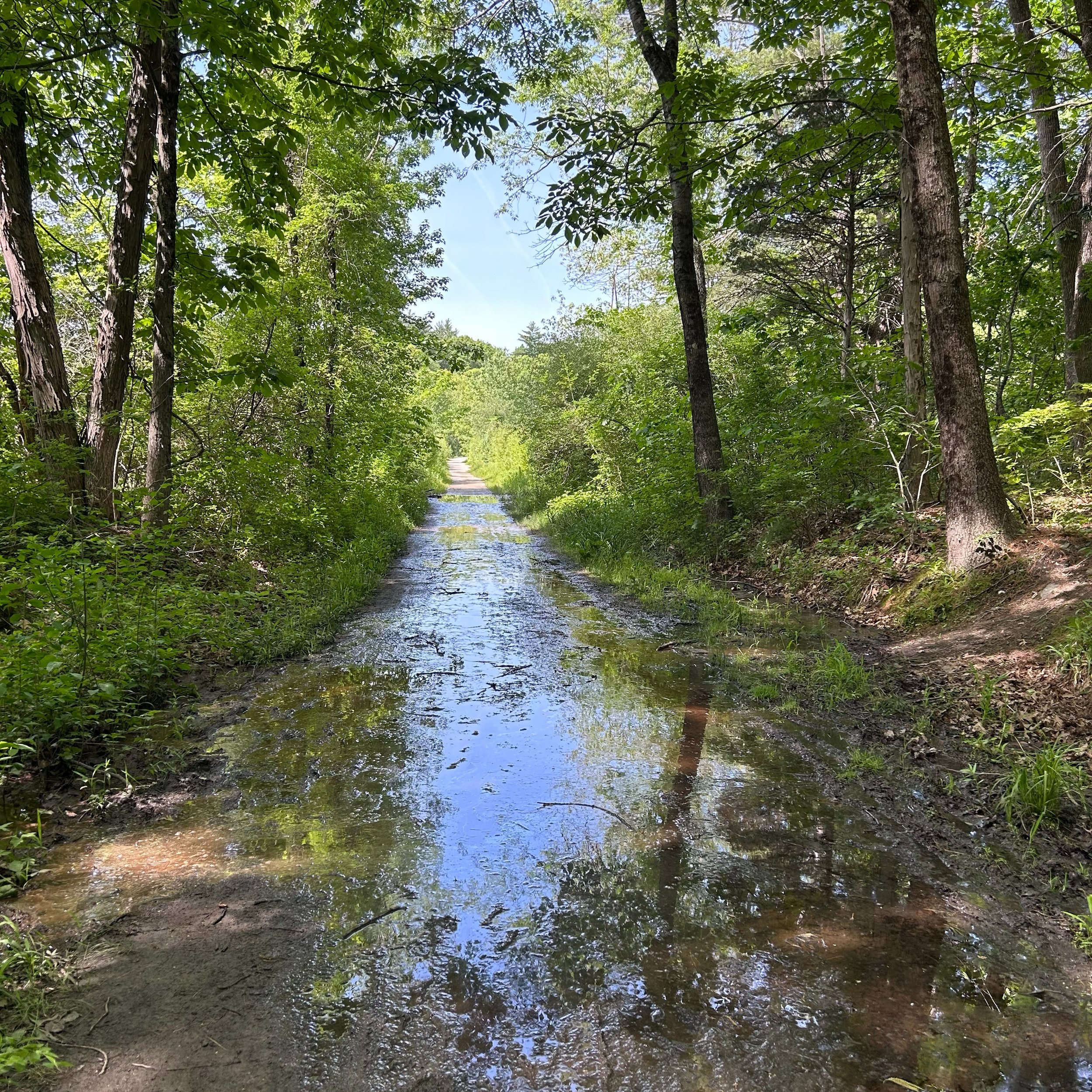 Head's up Raid Rockingham riders - the beavers have been busy at the swamp, about a half mile in on the rail trail segment of our route. Current local intel advises that you can go around about the first 1/3 of the puddle but the last bit is full-wid