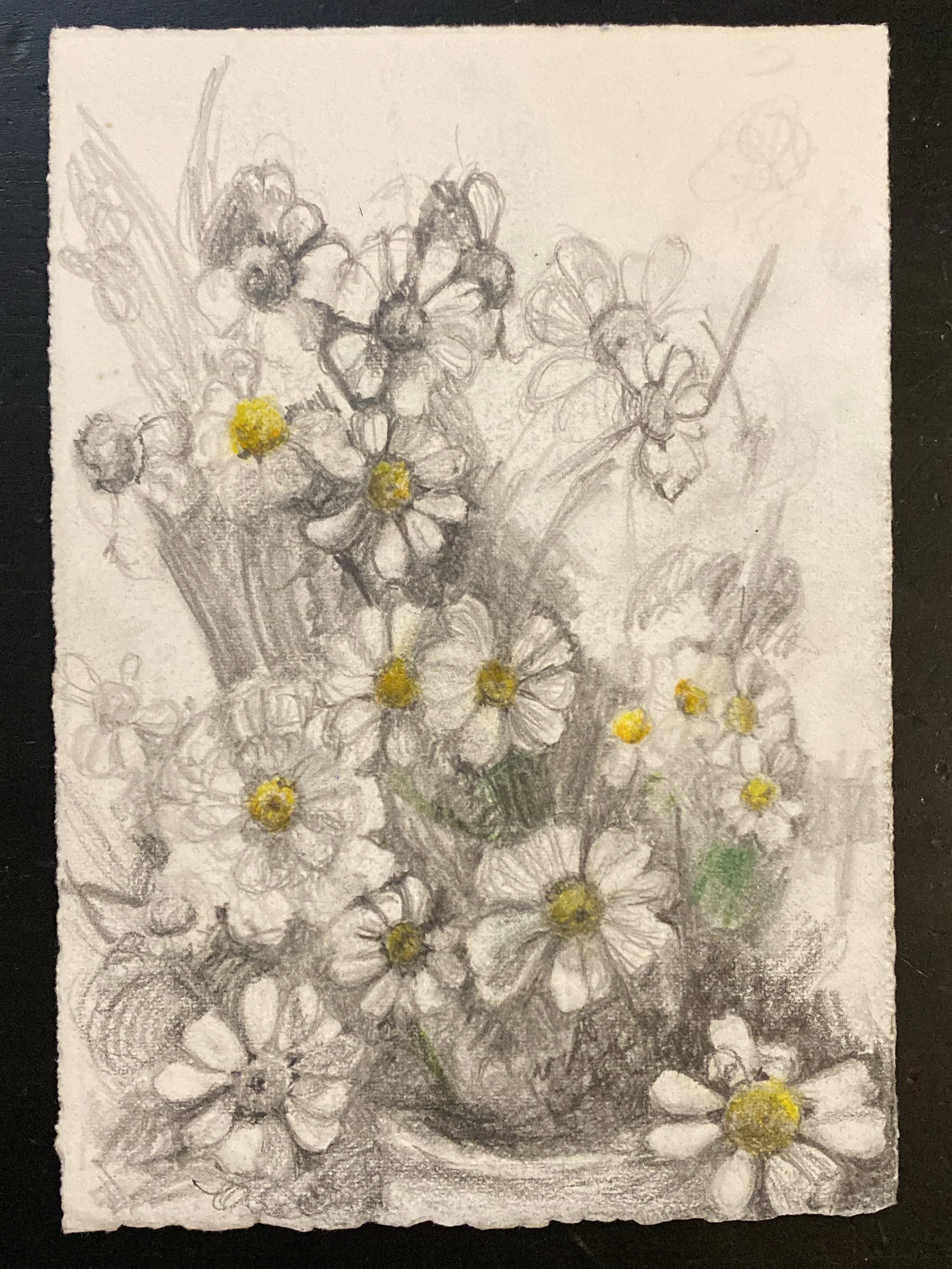 "Daisies" Graphite and Chalk 7x5