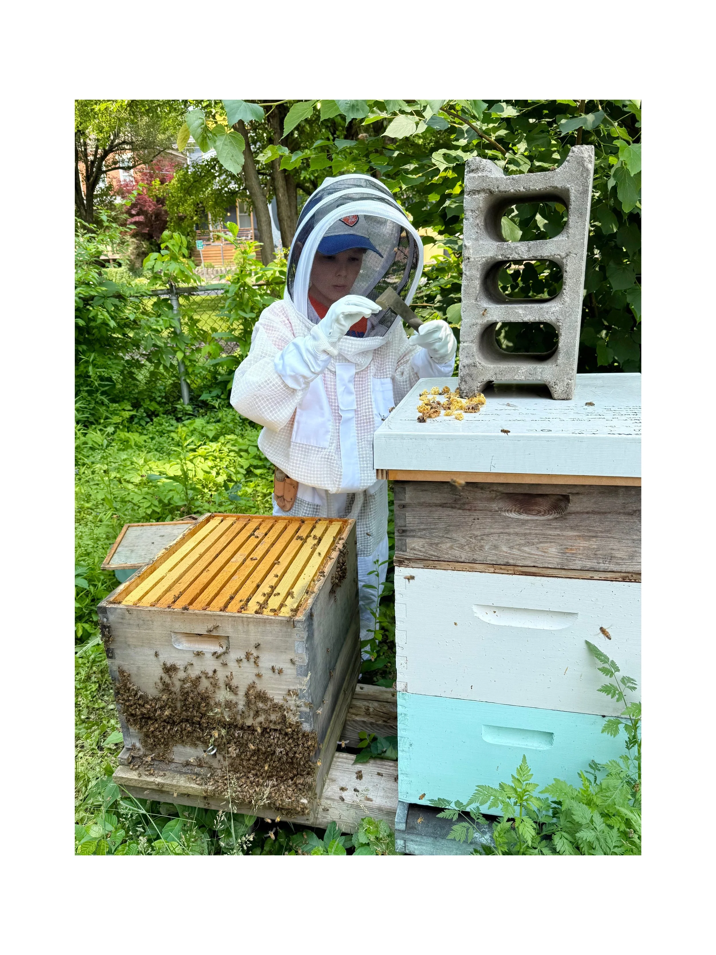 SWOBA Beekeeping Course for Beginners - 2nd Class