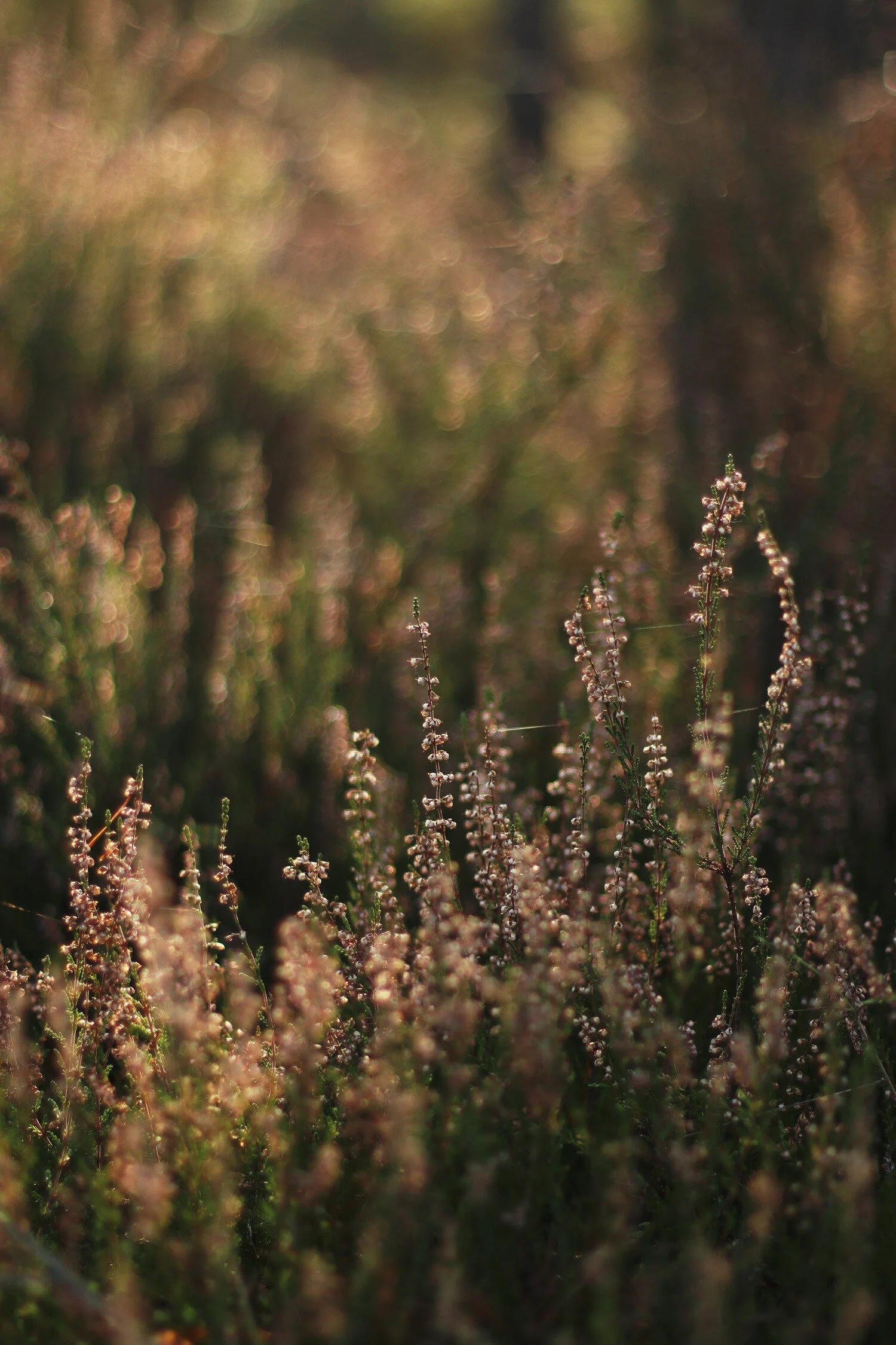Dieses Foto zeigt Heidekraut im Sonnenlicht im Wald.