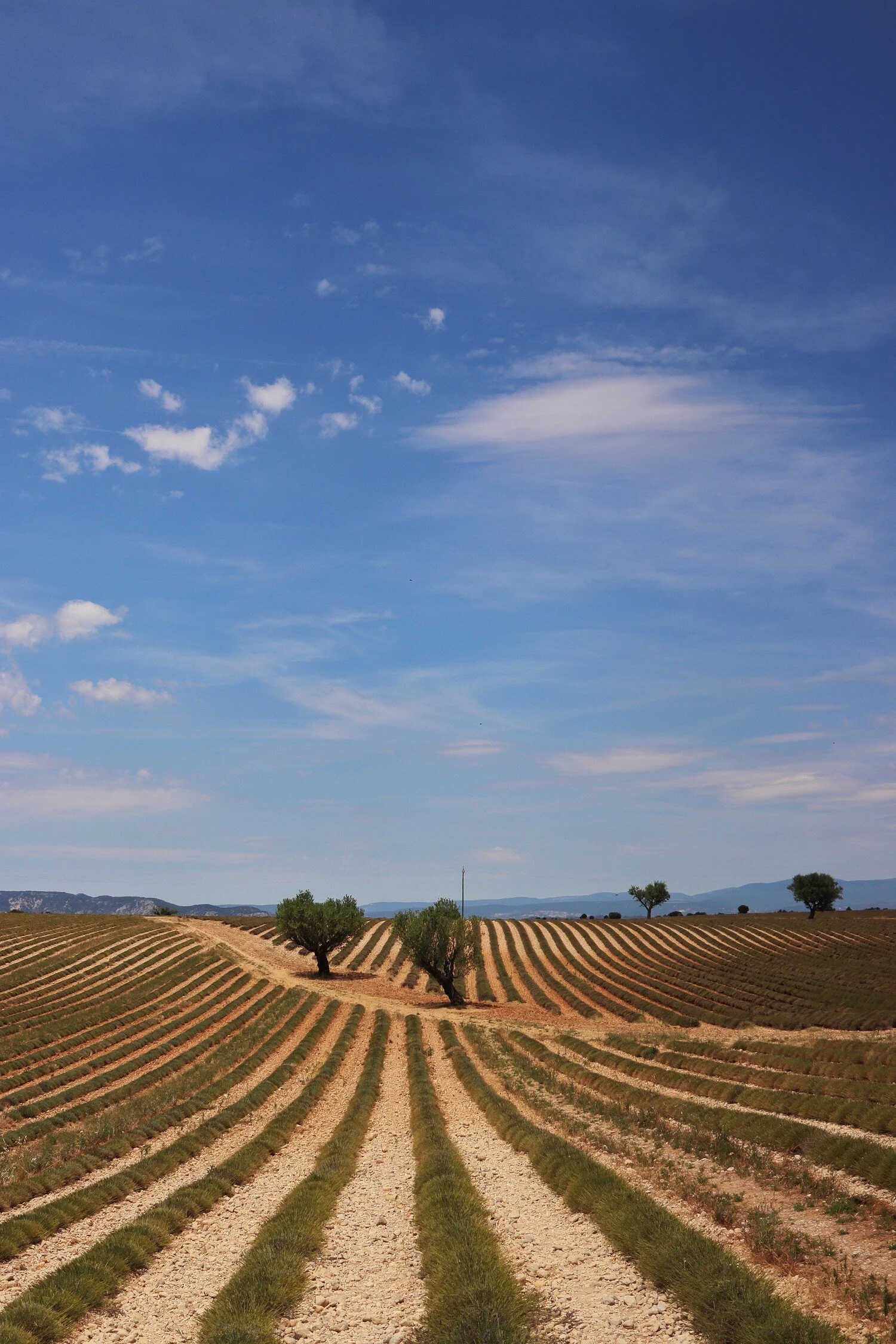 Dieses Foto zeigt die abgeernteten Lavendelfelder in der Provence.