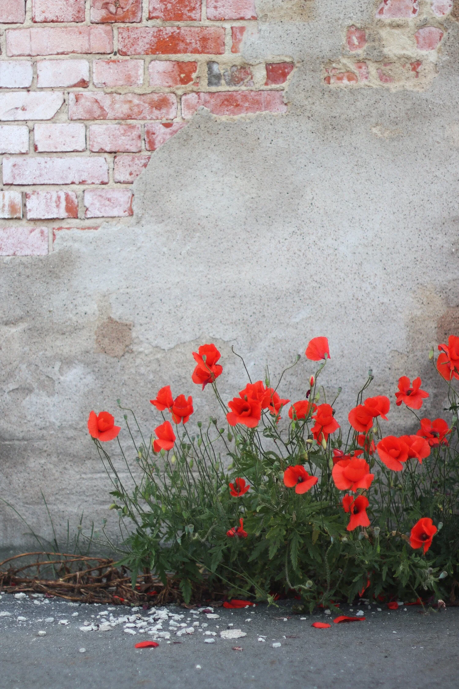 Dieses Foto zeigt Mohnblumen vor einer Mauer in Ystad in Schweden.