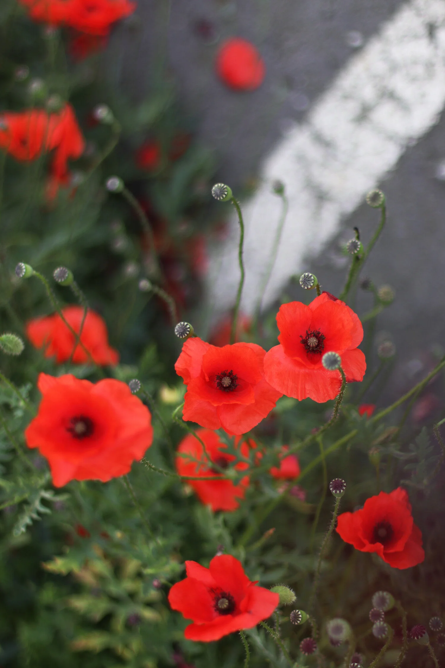 Dieses Foto zeigt Mohnblumen in Ystad in Schweden.