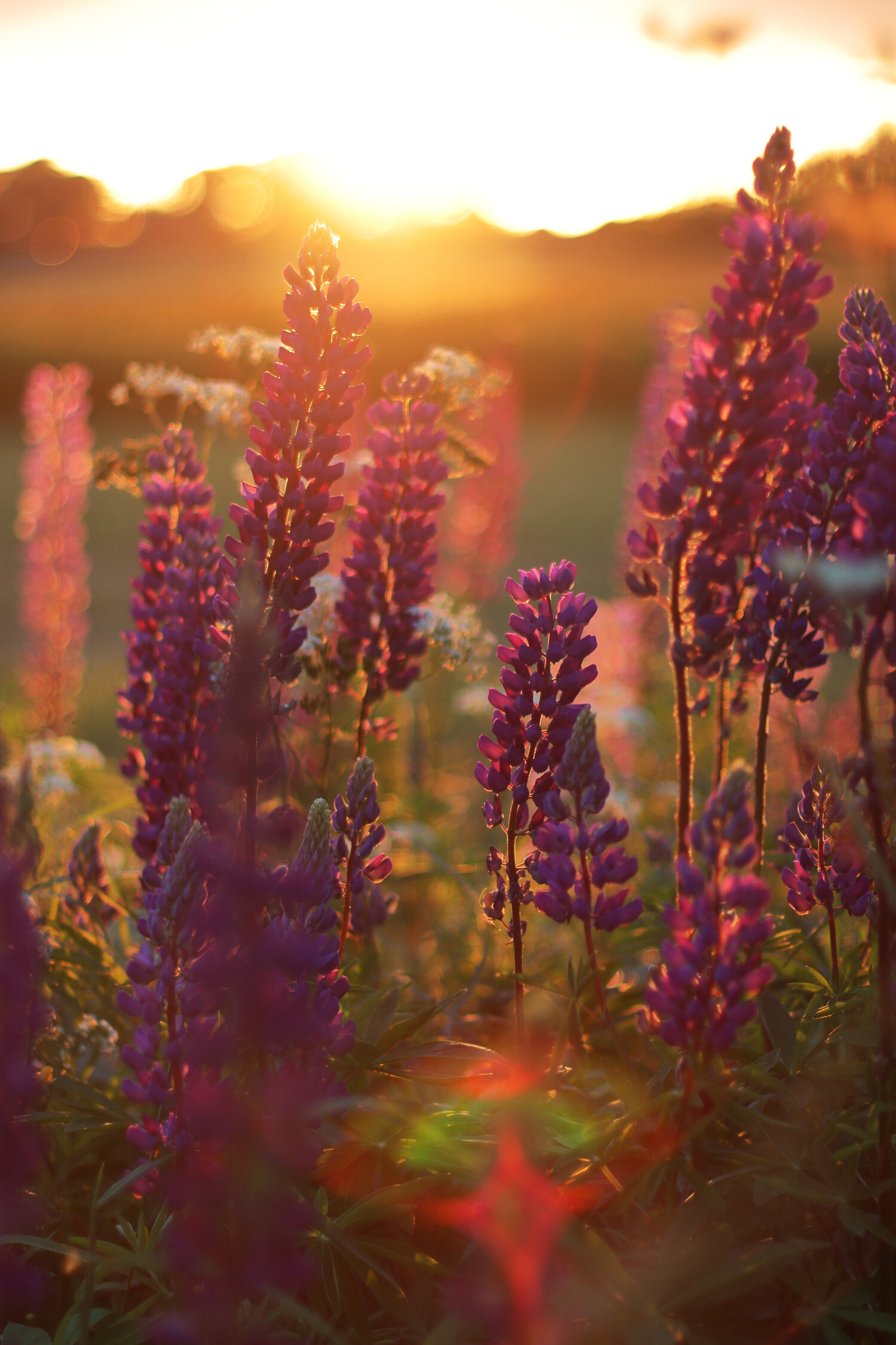 Dieses Foto zeigt Lupinen im Abendlicht in Schweden.