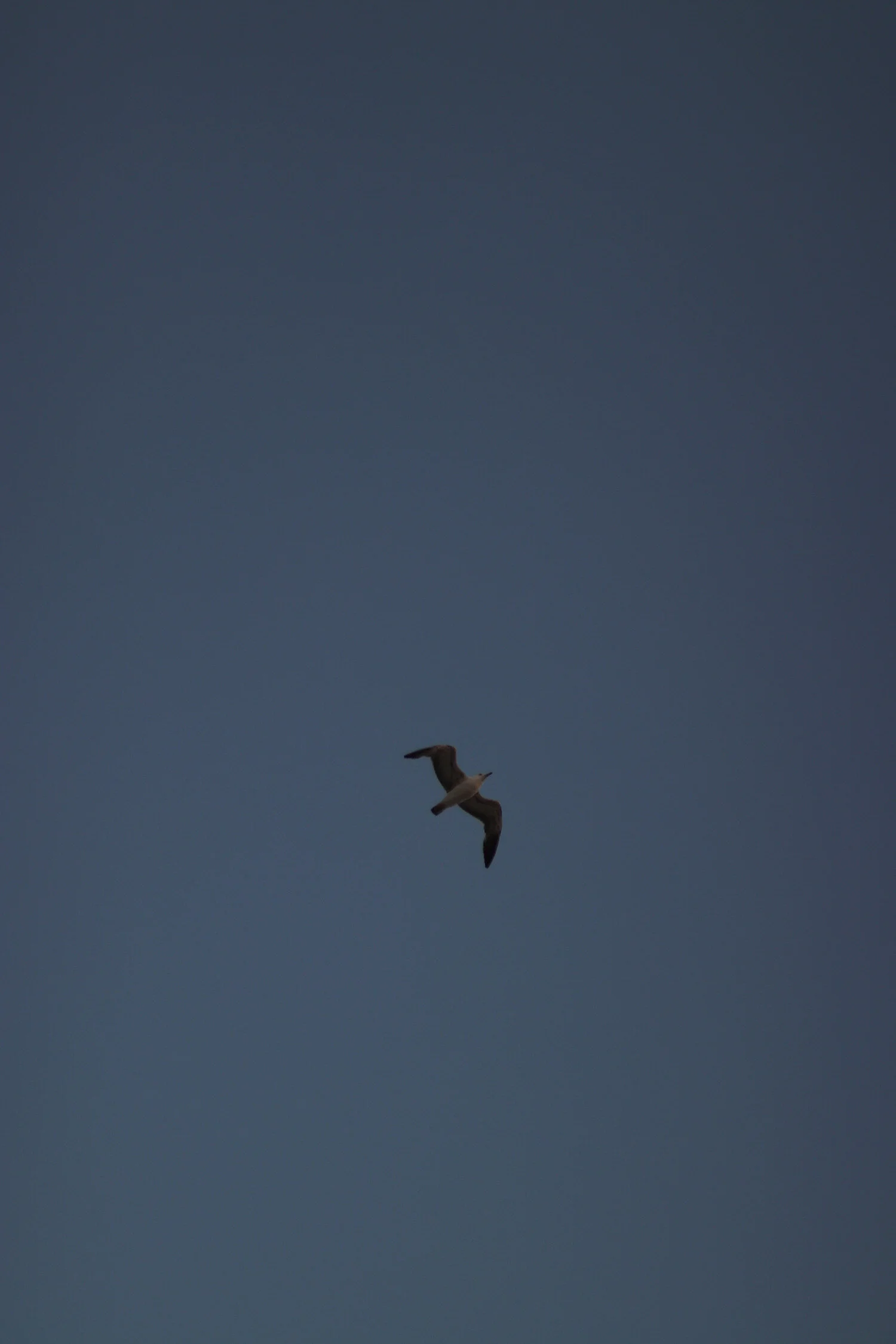 Dieses Foto zeigt eine Möwe am blauen Abendhimmel in Dänemark.