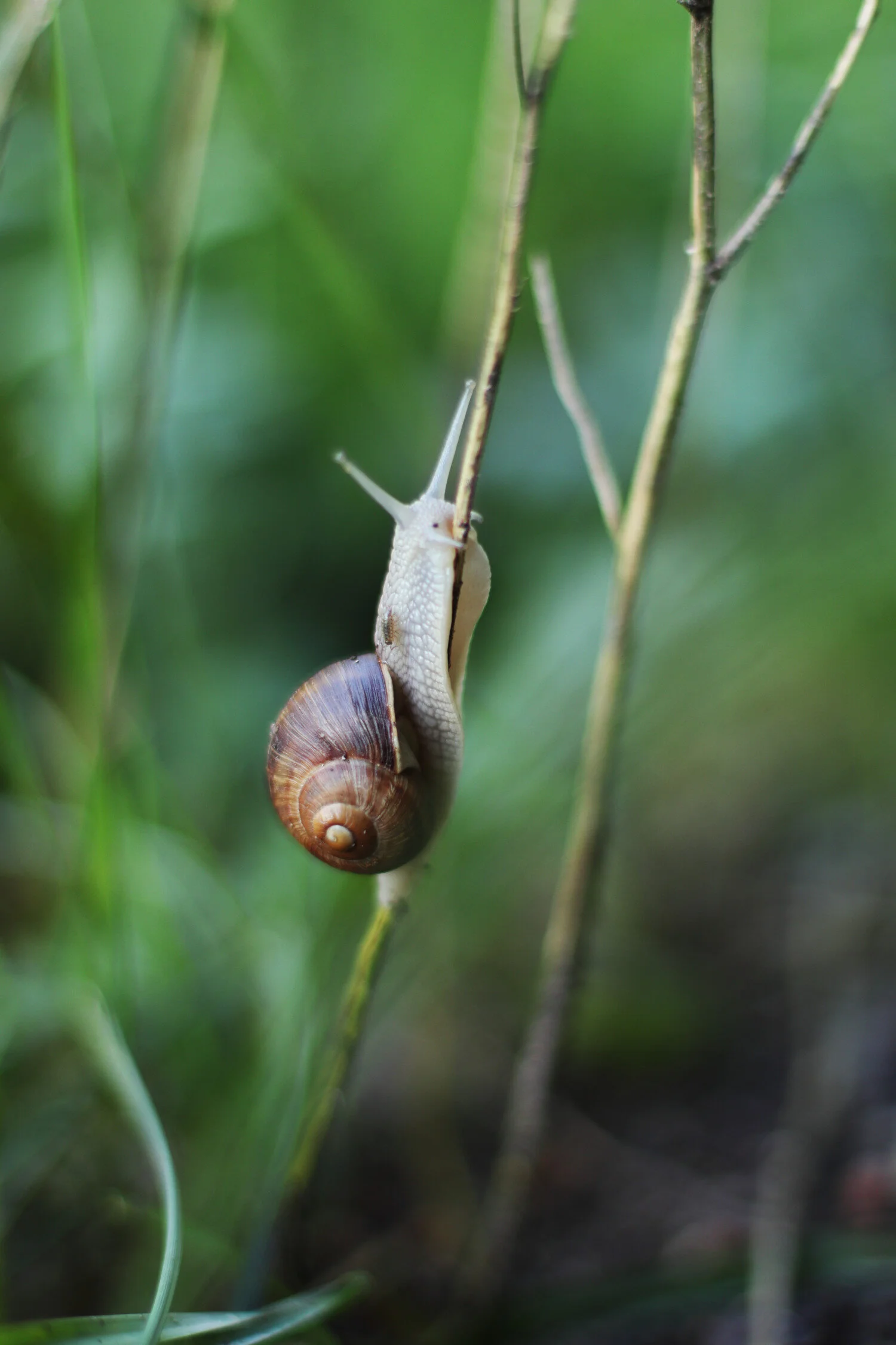 Dieses Foto zeigt eine Schnecke, die an einem Halm hochkriecht.